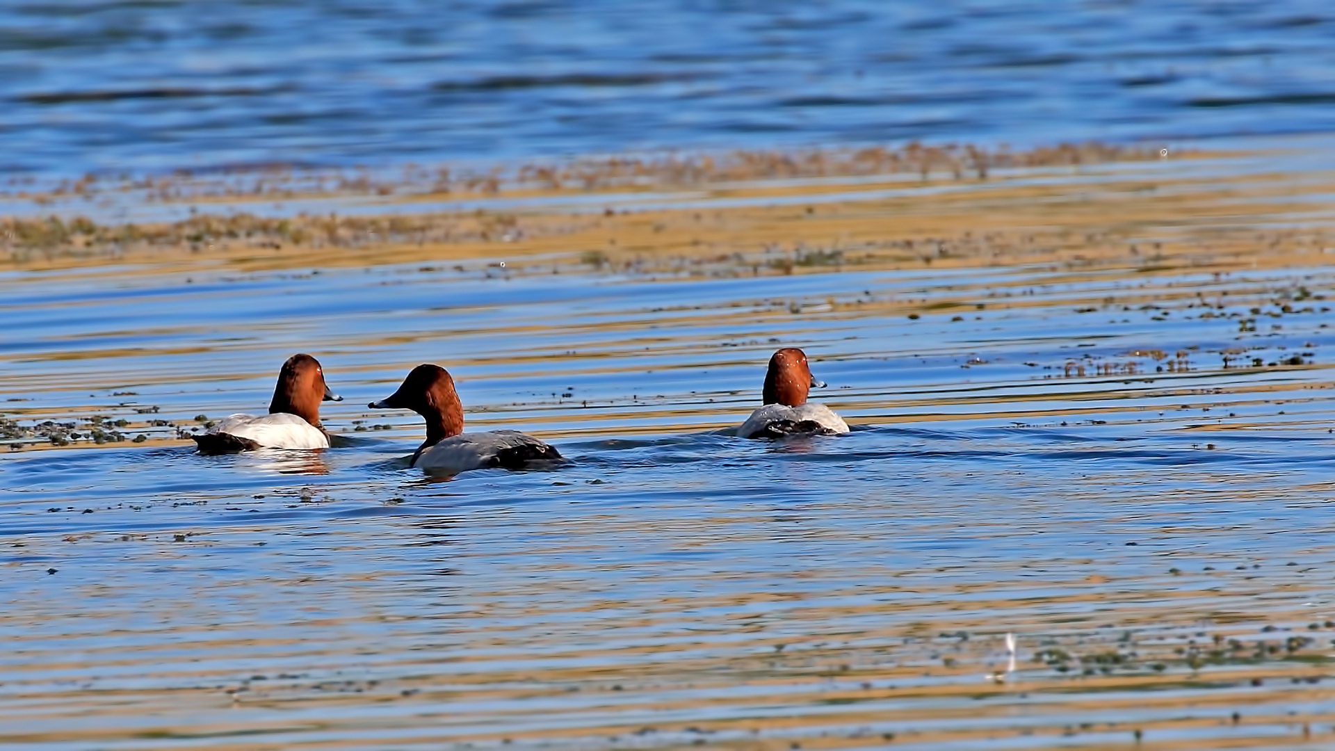 Common Pochard