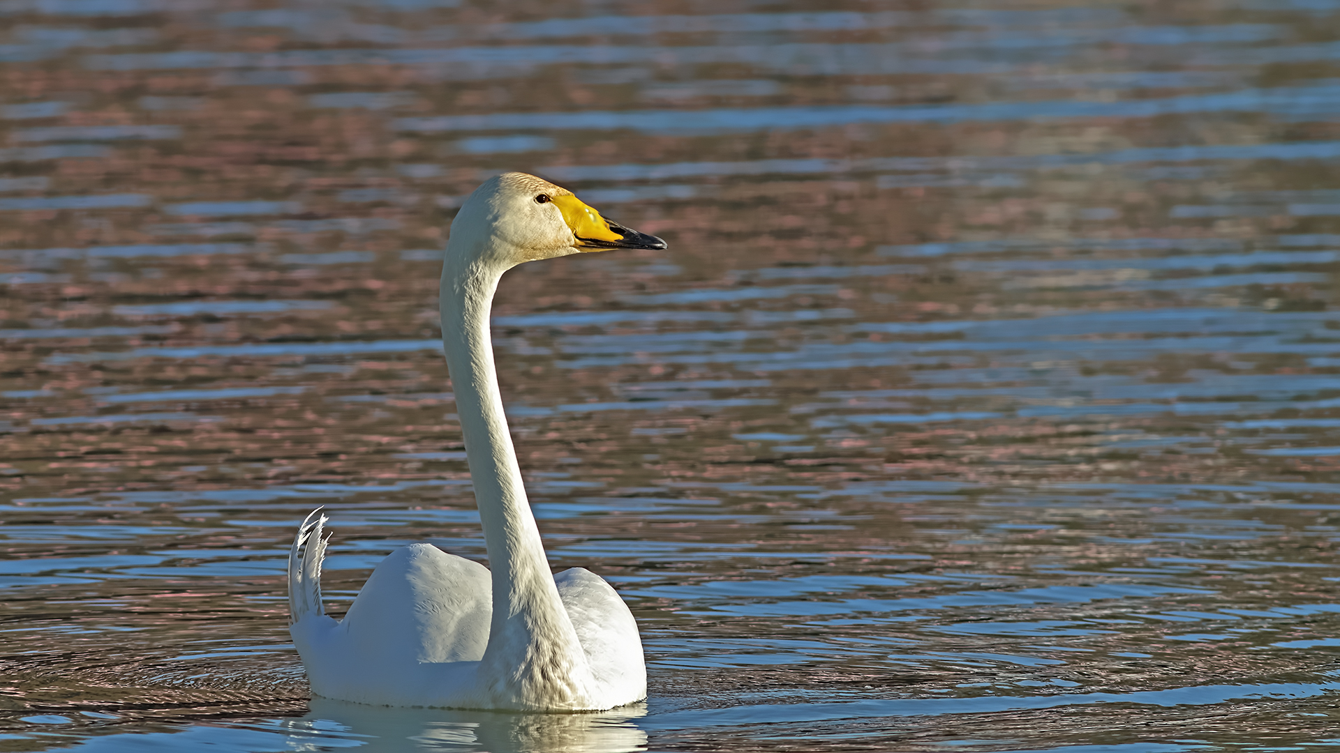 Whooper Swan