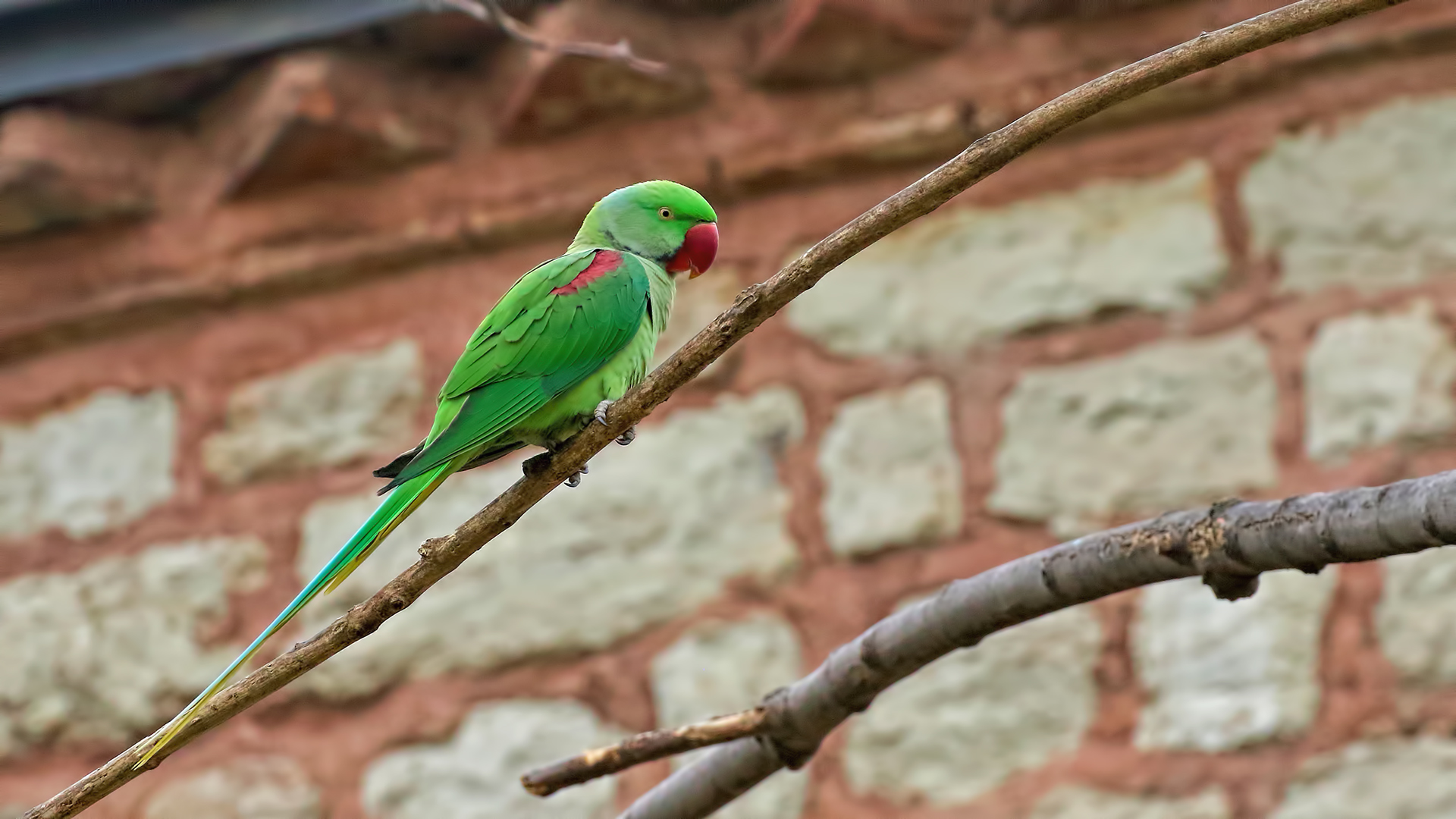 Alexandrine Parakeet