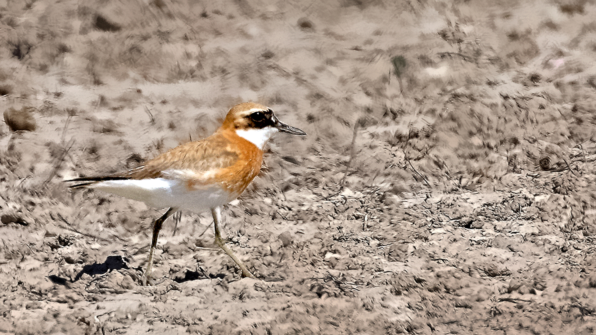 Greater Sand-Plover