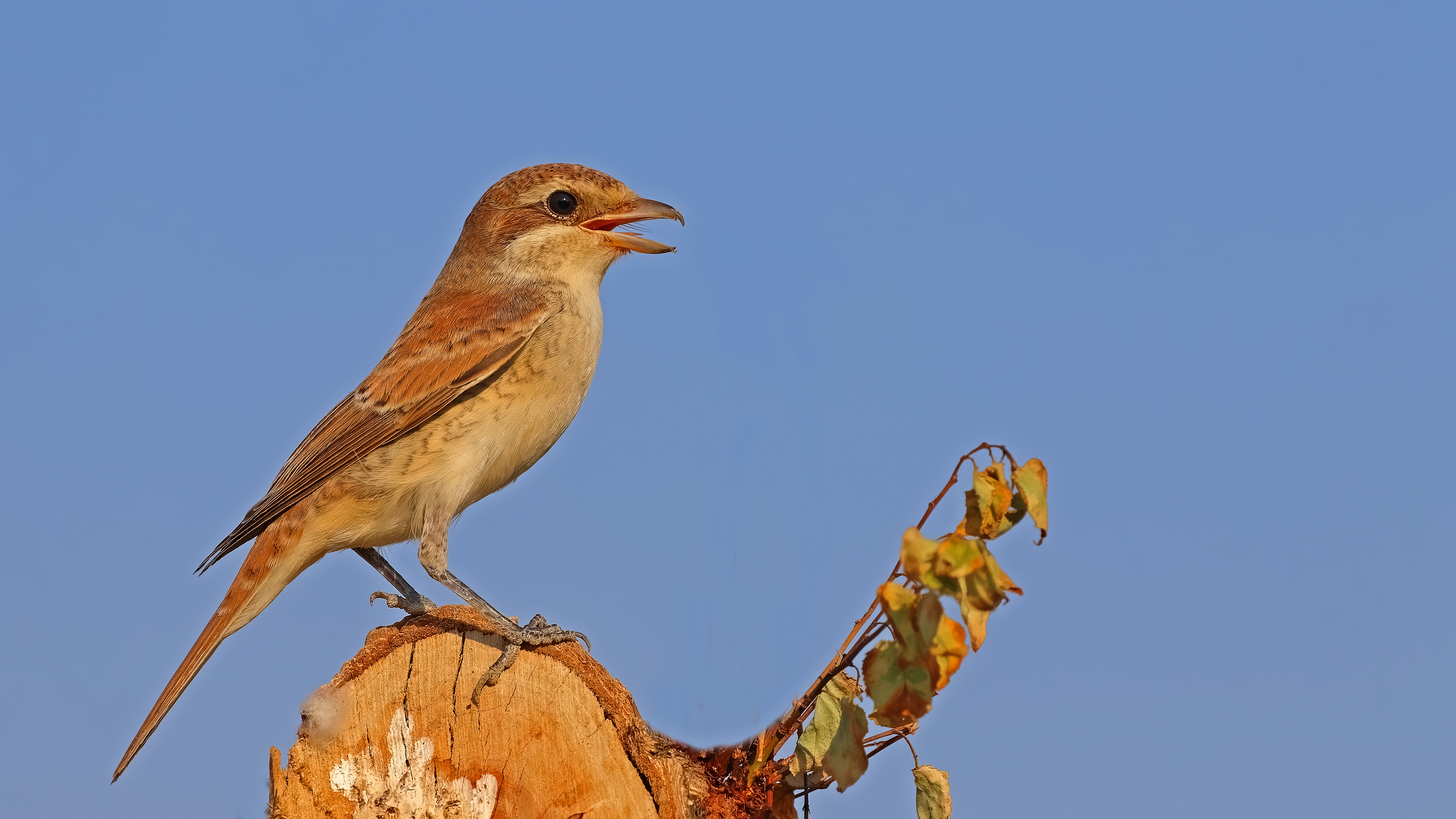 Red-backed Shrike