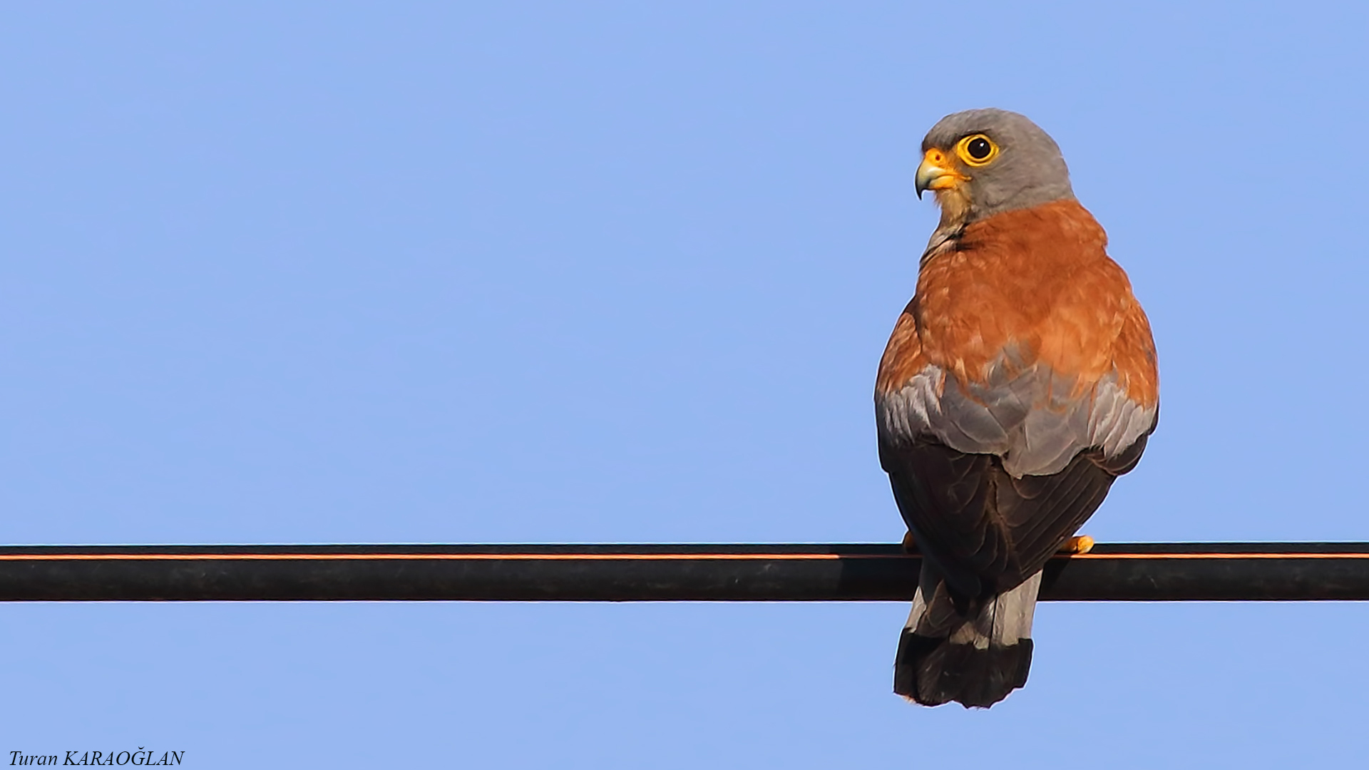 Lesser Kestrel