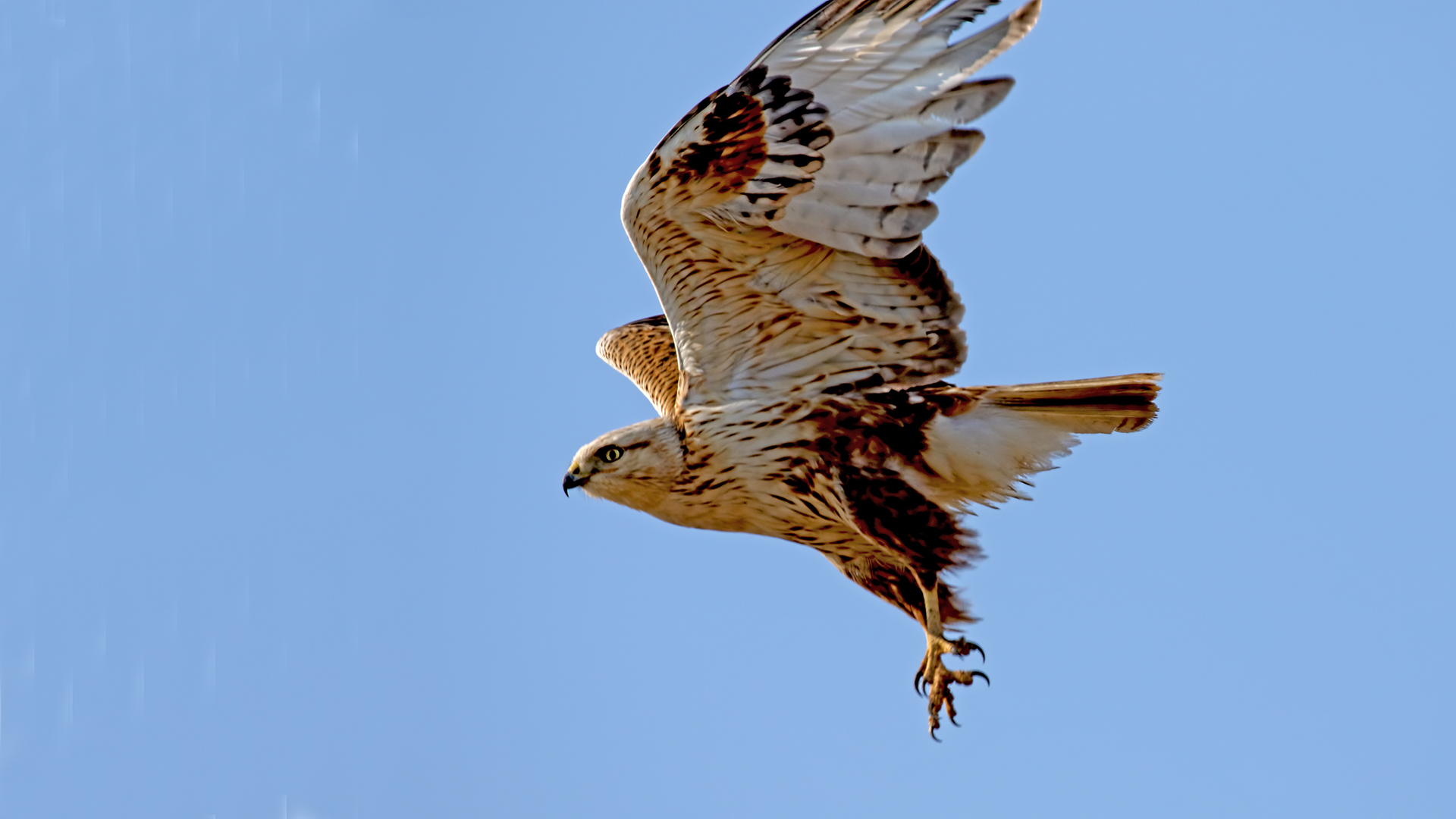 Long-legged Buzzard