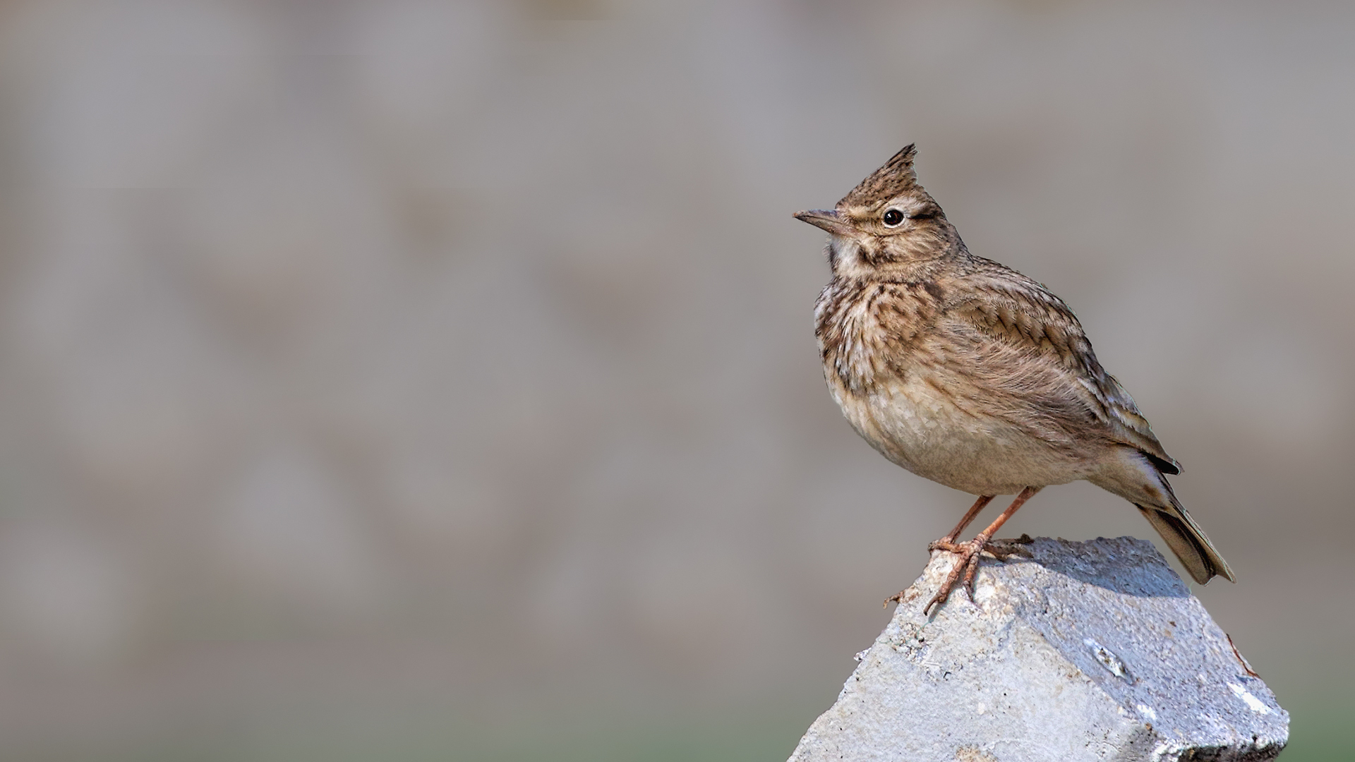 Crested Lark
