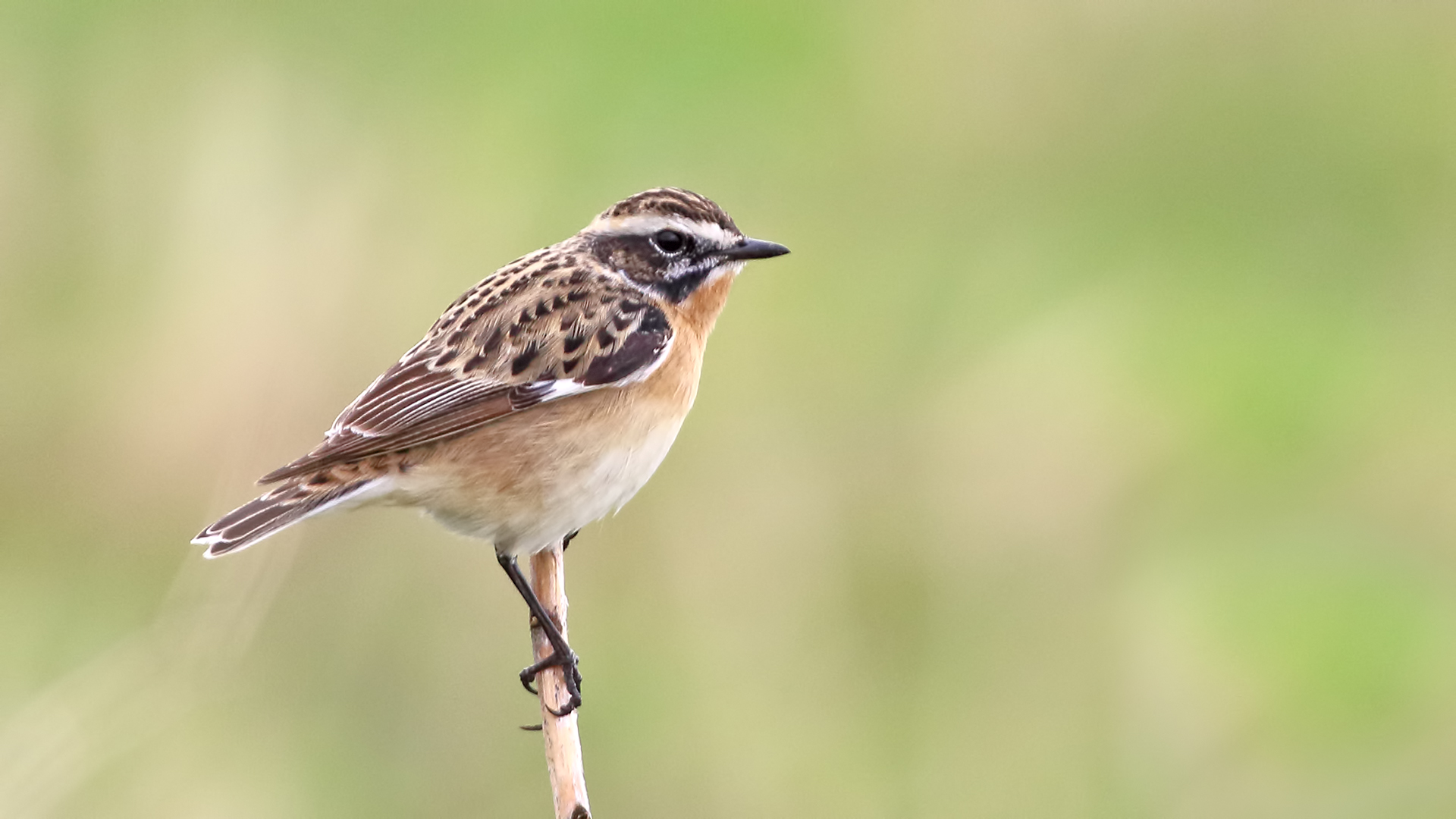 Whinchat