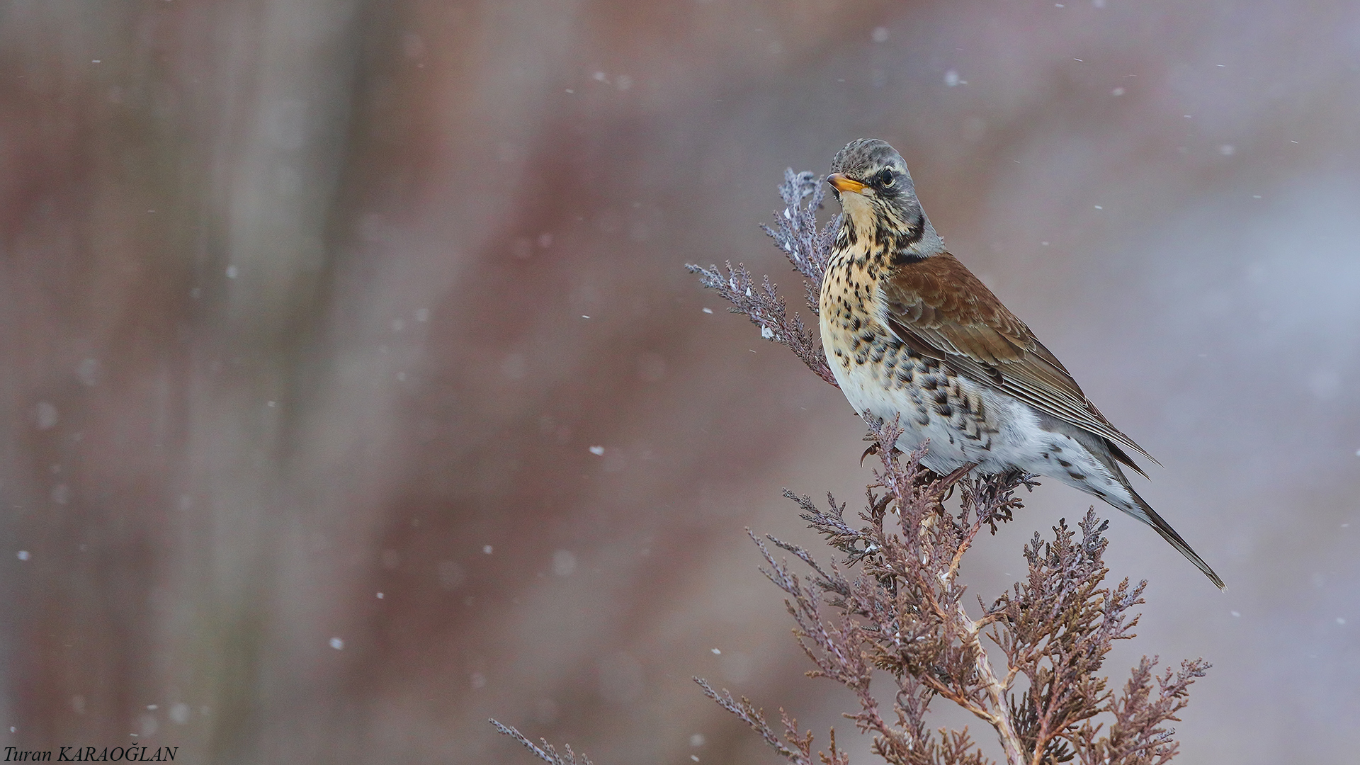 Fieldfare