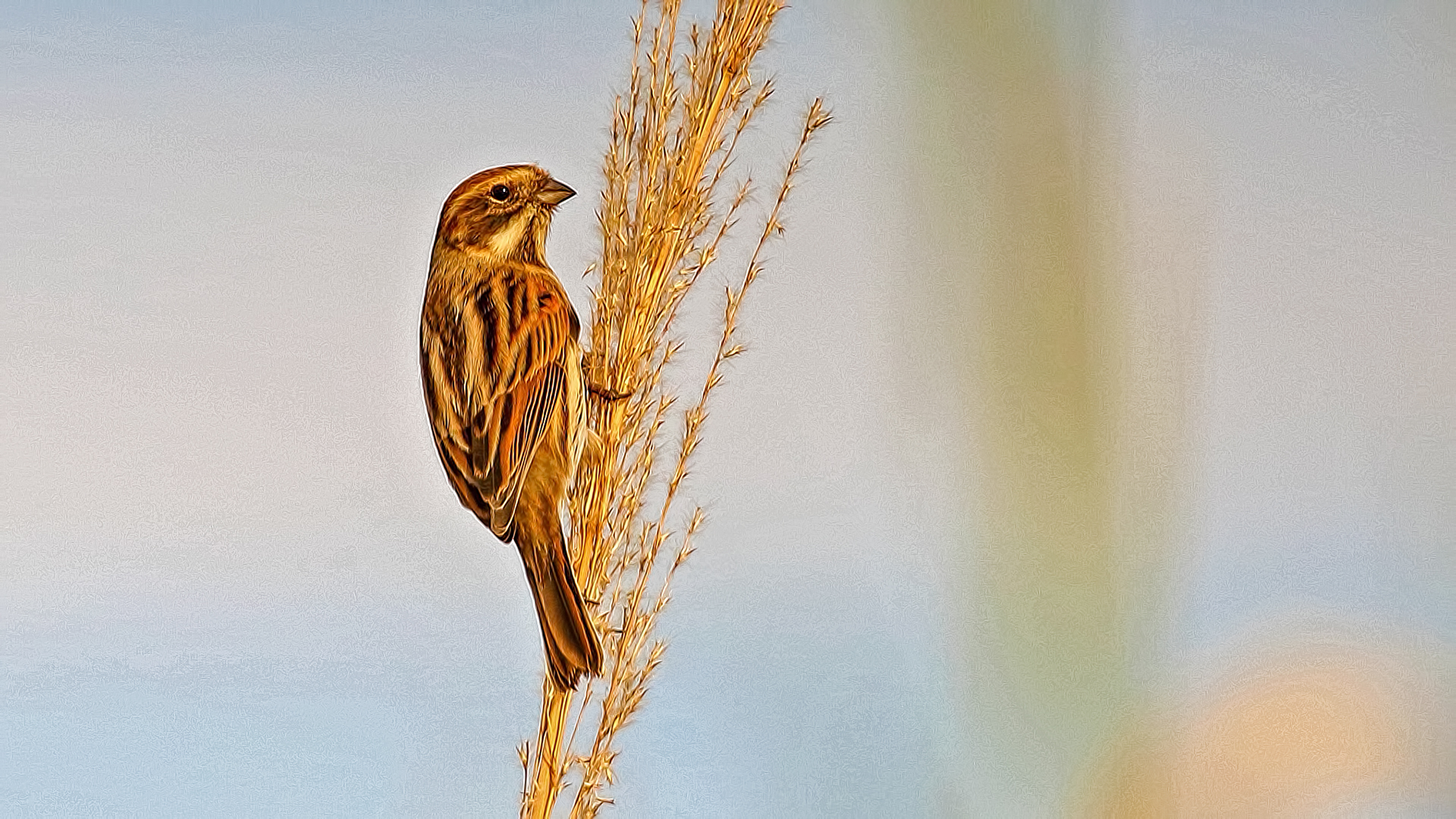 Reed Bunting