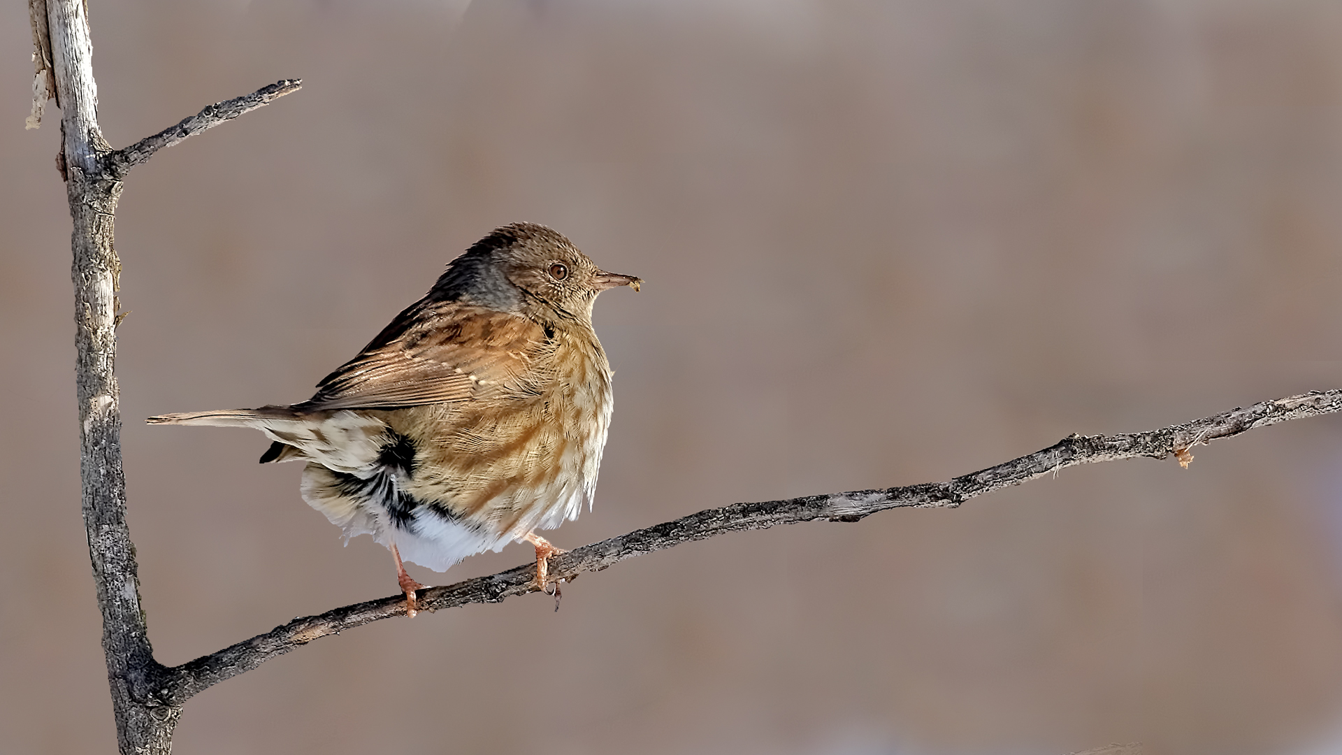 Dunnock