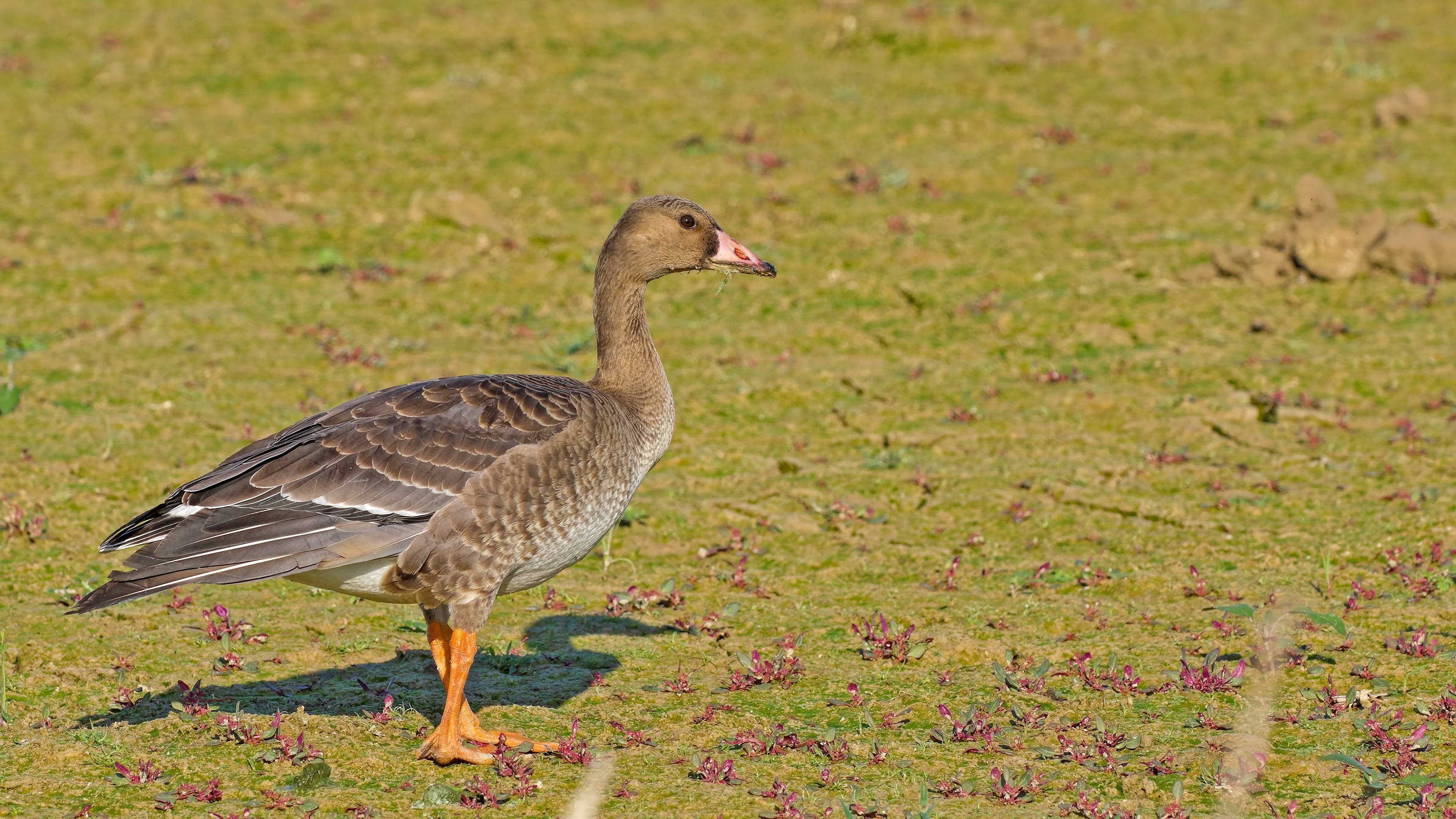 Greater White-fronted Goose