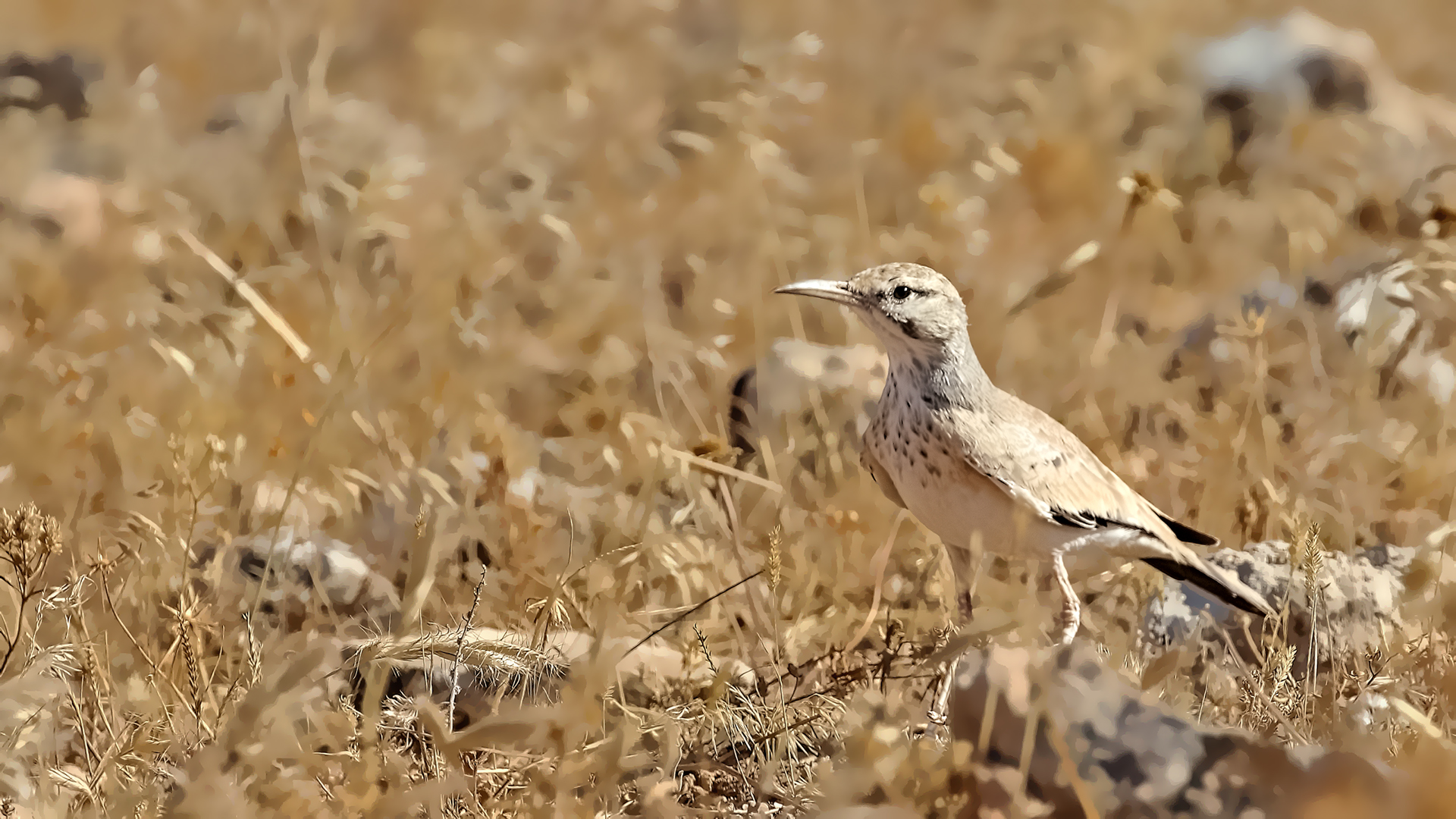 Greater Hoopoe-Lark