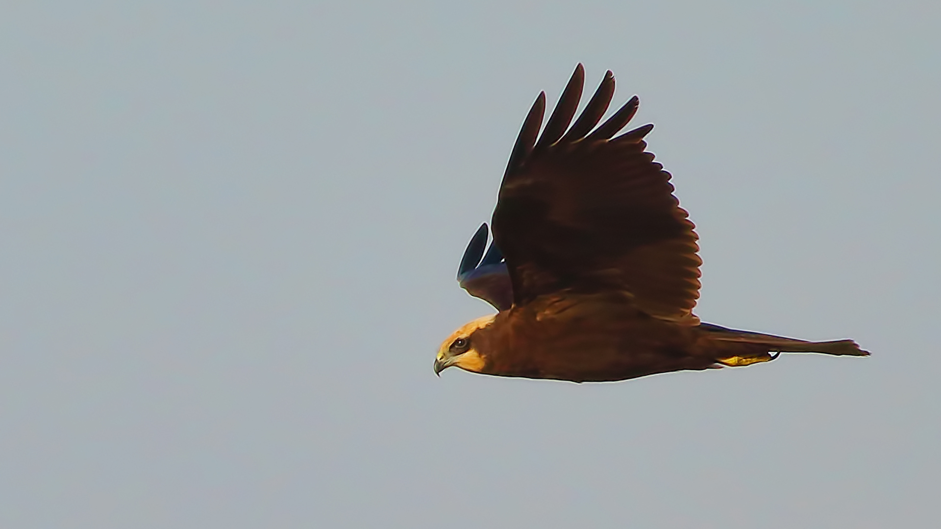 Eurasian Marsh-Harrier — Ana fotoğraf