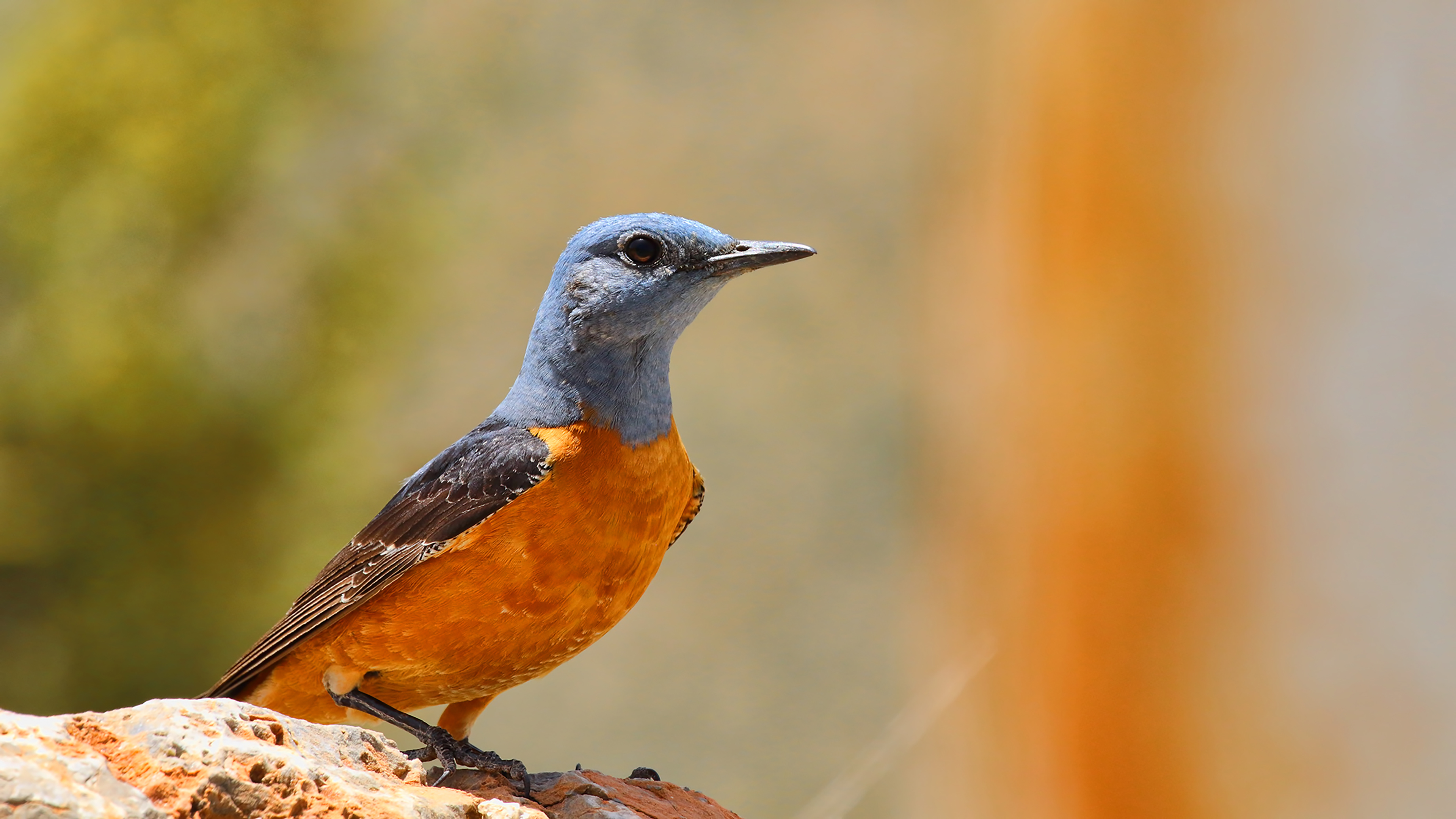 Rufous-tailed Rock-Thrush