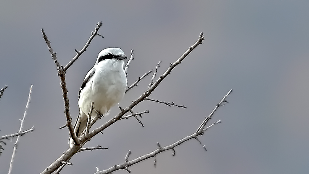 Great Gray Shrike