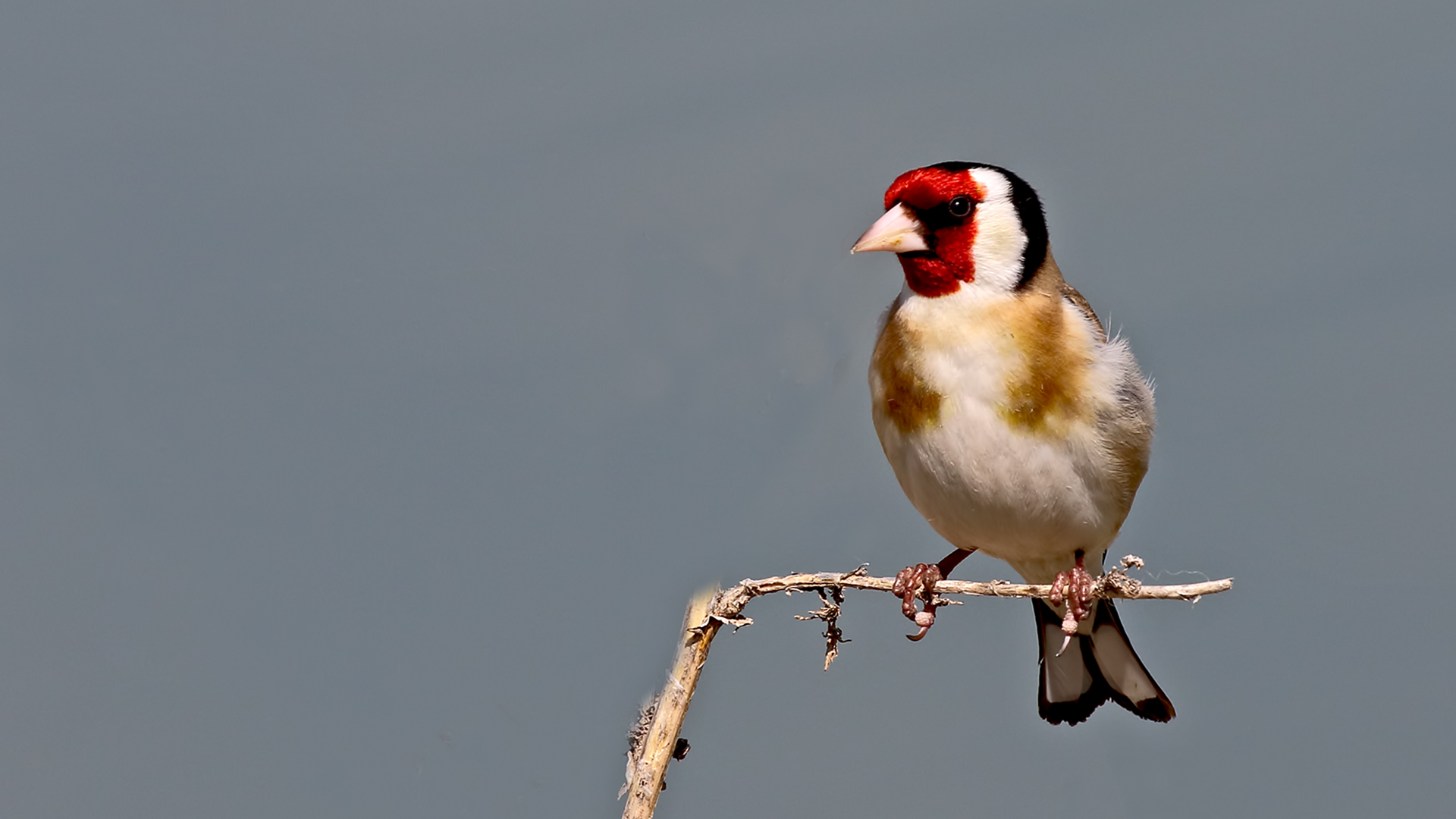 European Goldfinch
