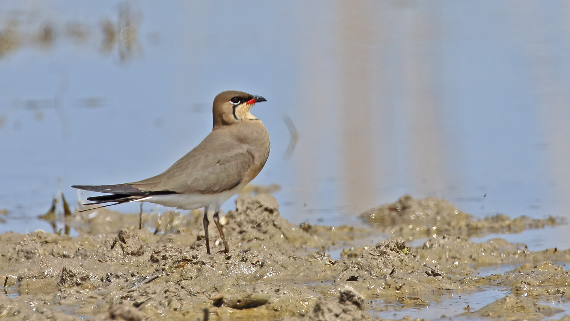 Collared Pratincole