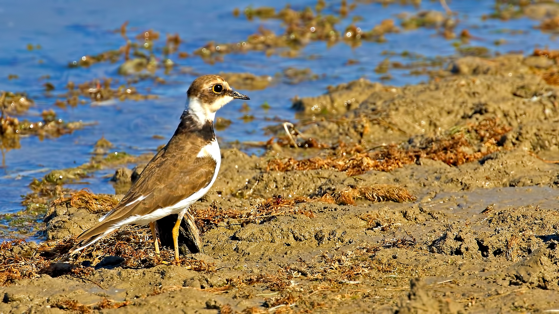 Little Ringed Plover