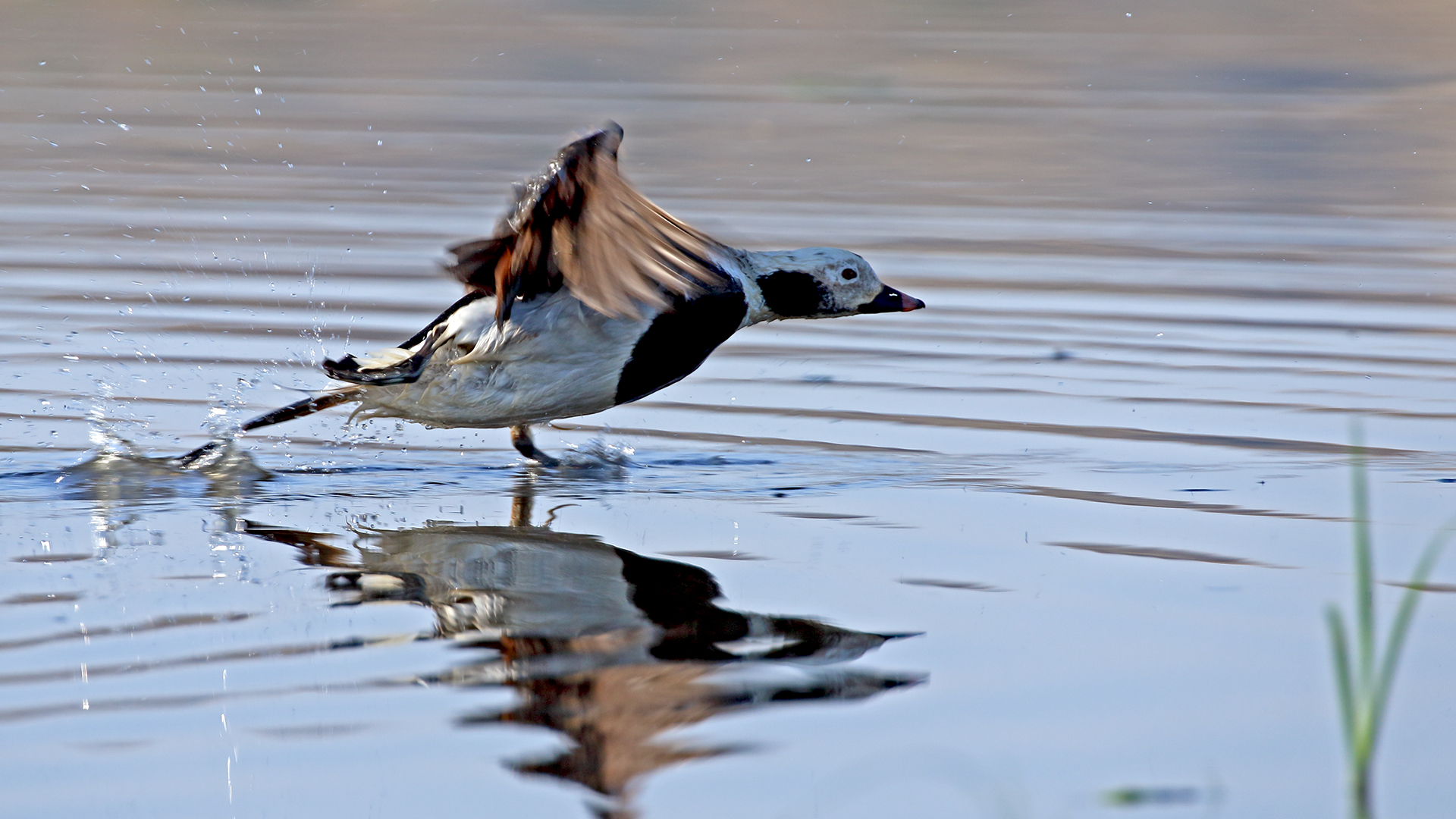 Long-tailed Duck