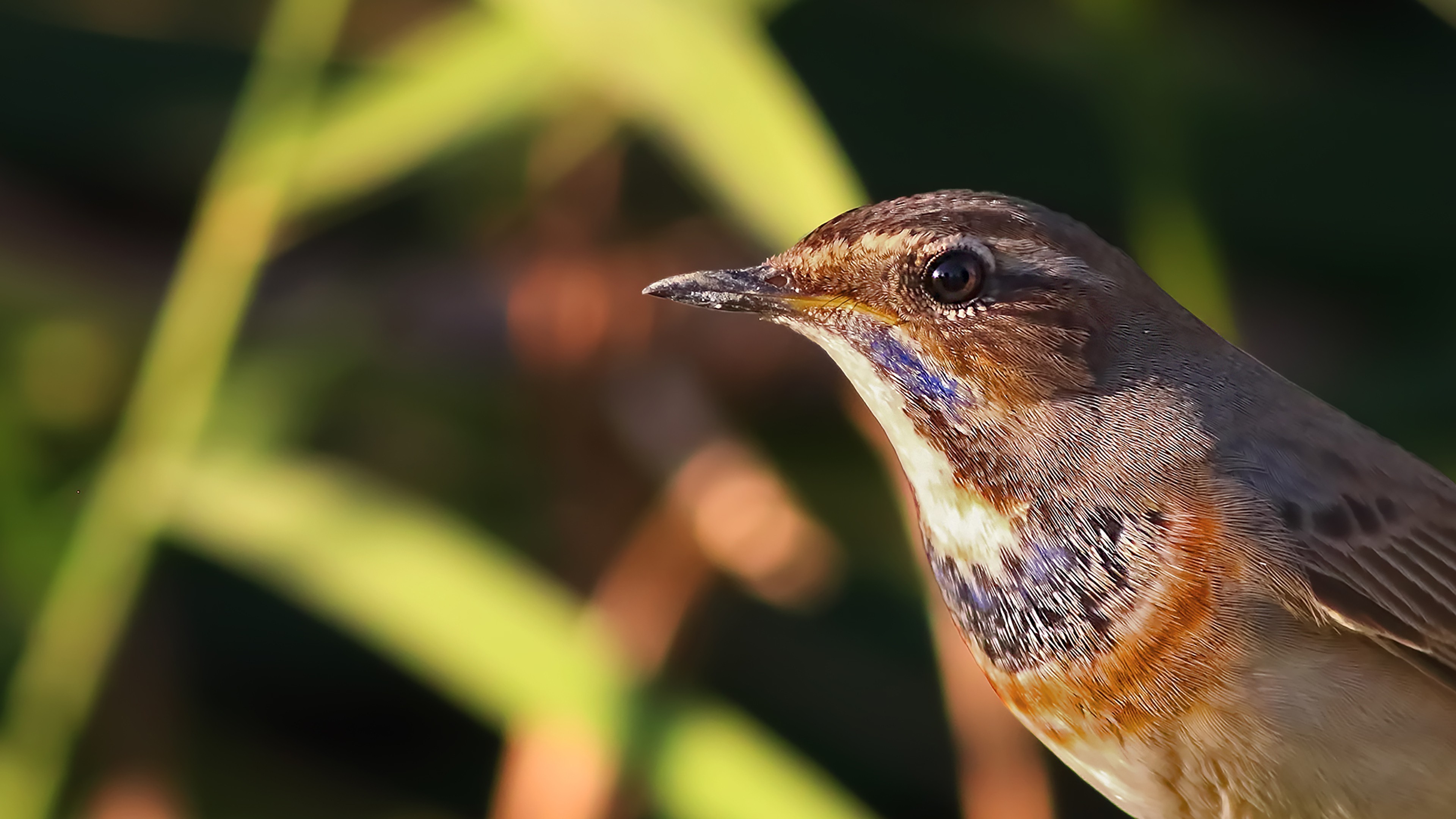Bluethroat — Ana fotoğraf