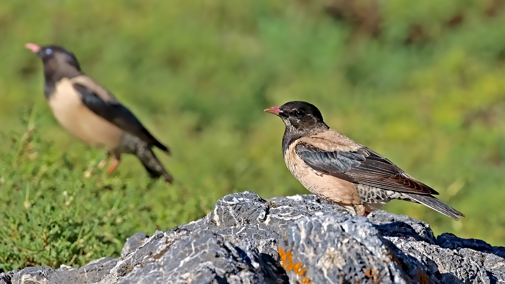 Rosy Starling — Ana fotoğraf