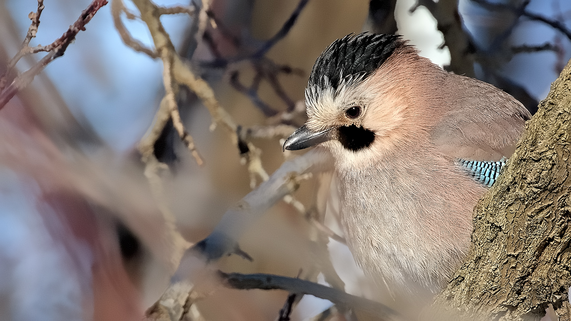 Eurasian Jay