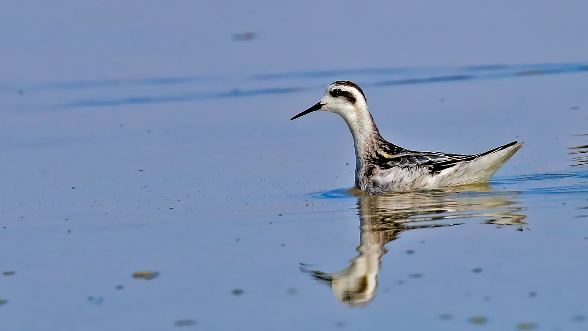 Red-necked Phalarope — Ana fotoğraf