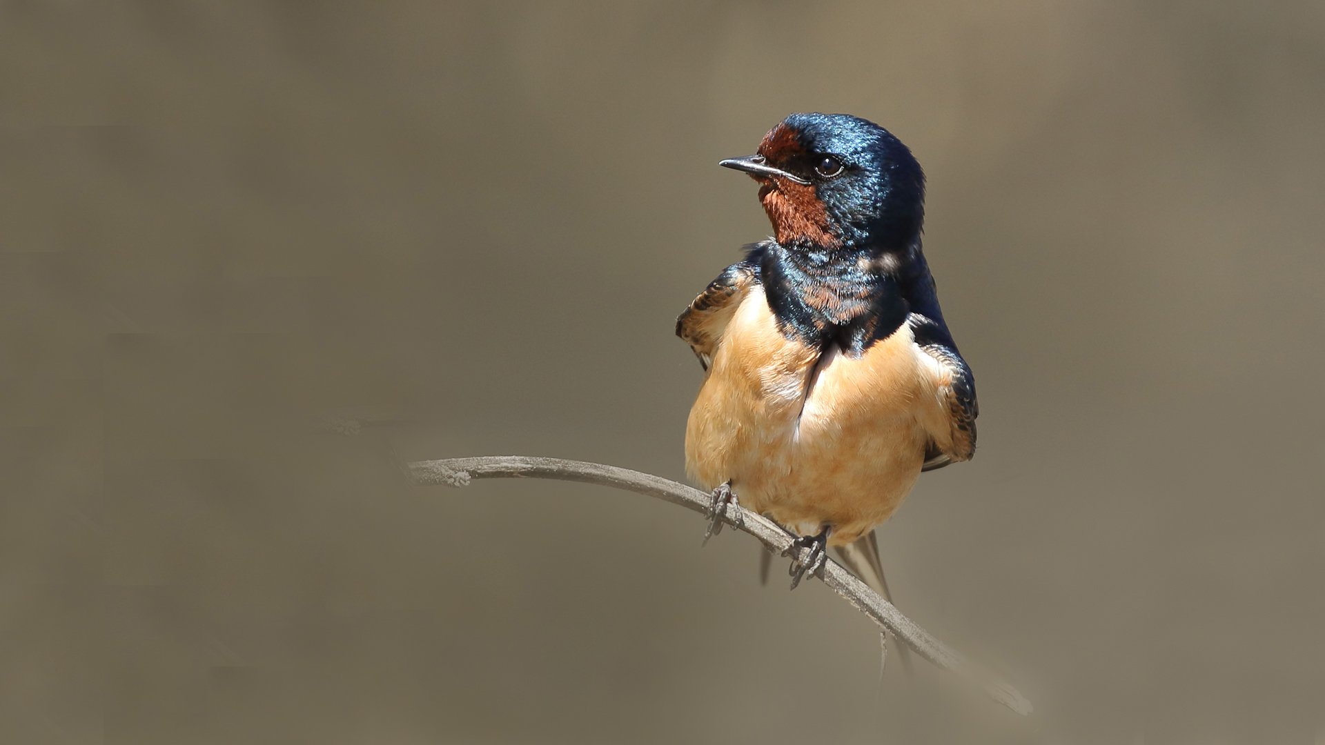 Barn Swallow