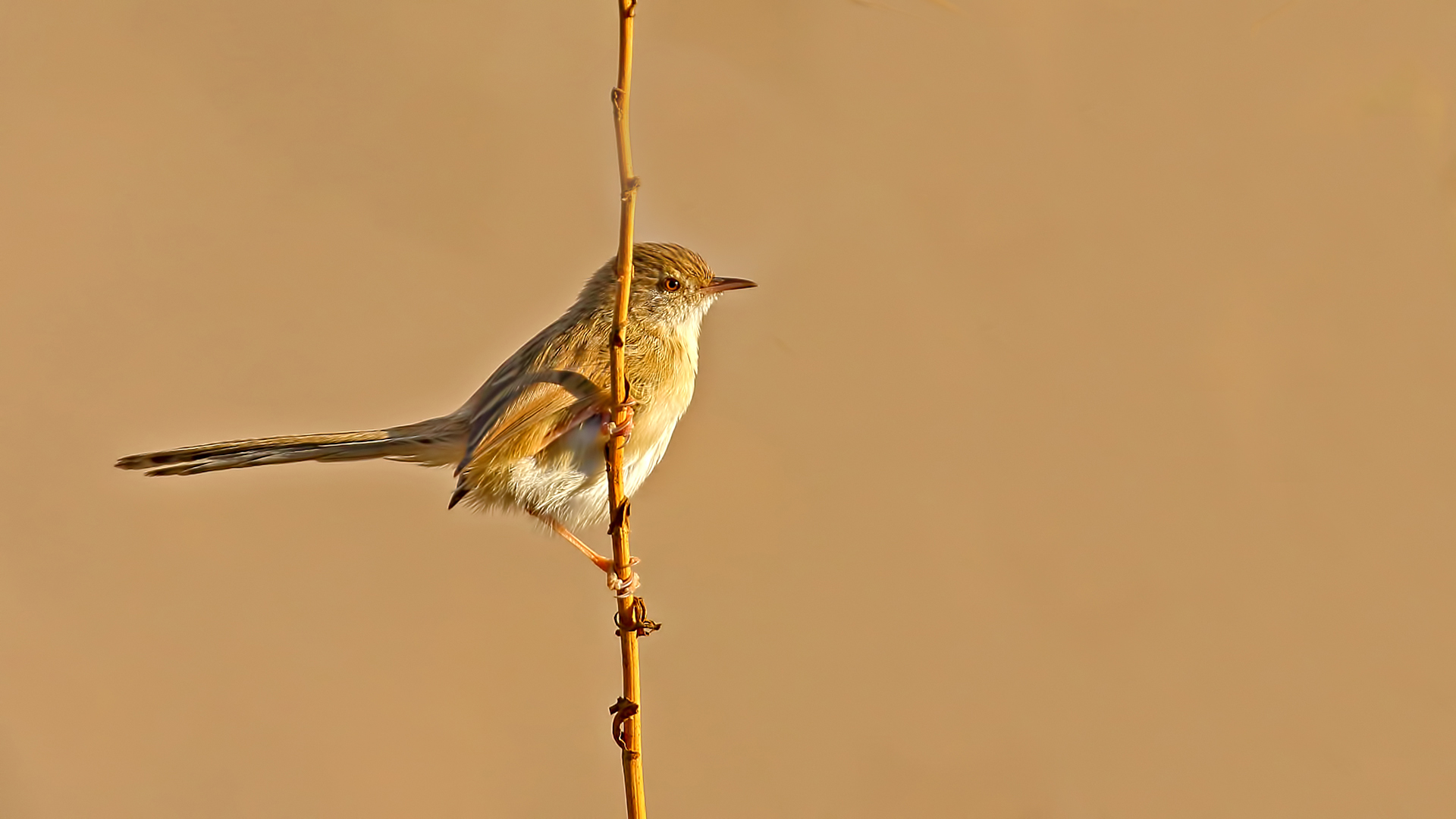 Graceful Prinia