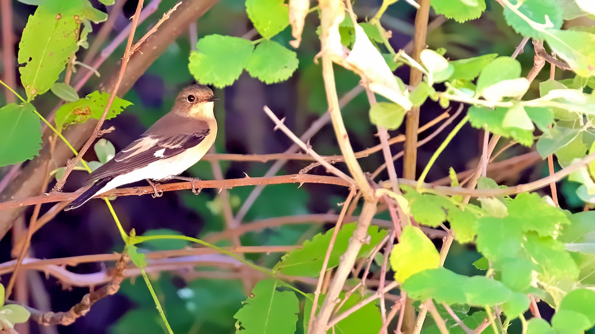Collared Flycatcher