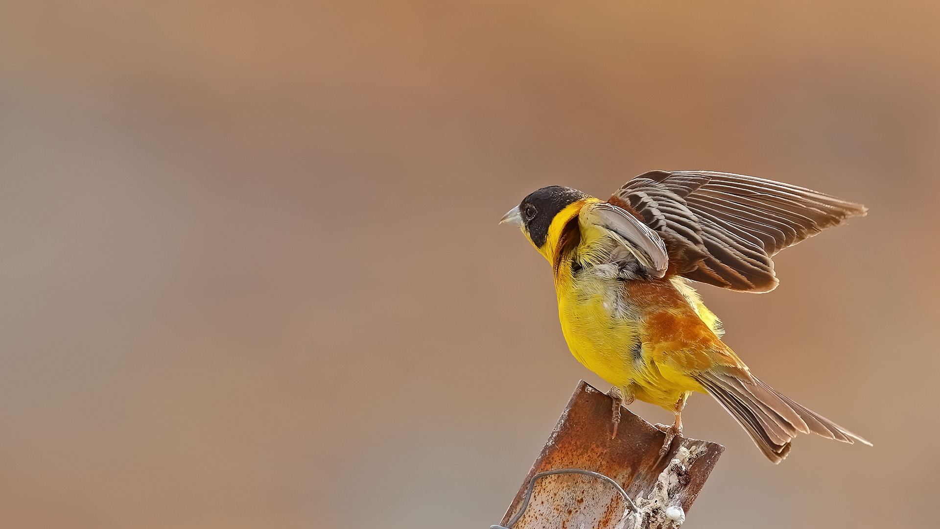 Black-headed Bunting