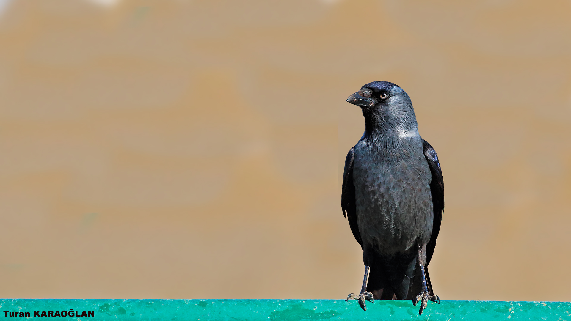 Eurasian Jackdaw — Ana fotoğraf