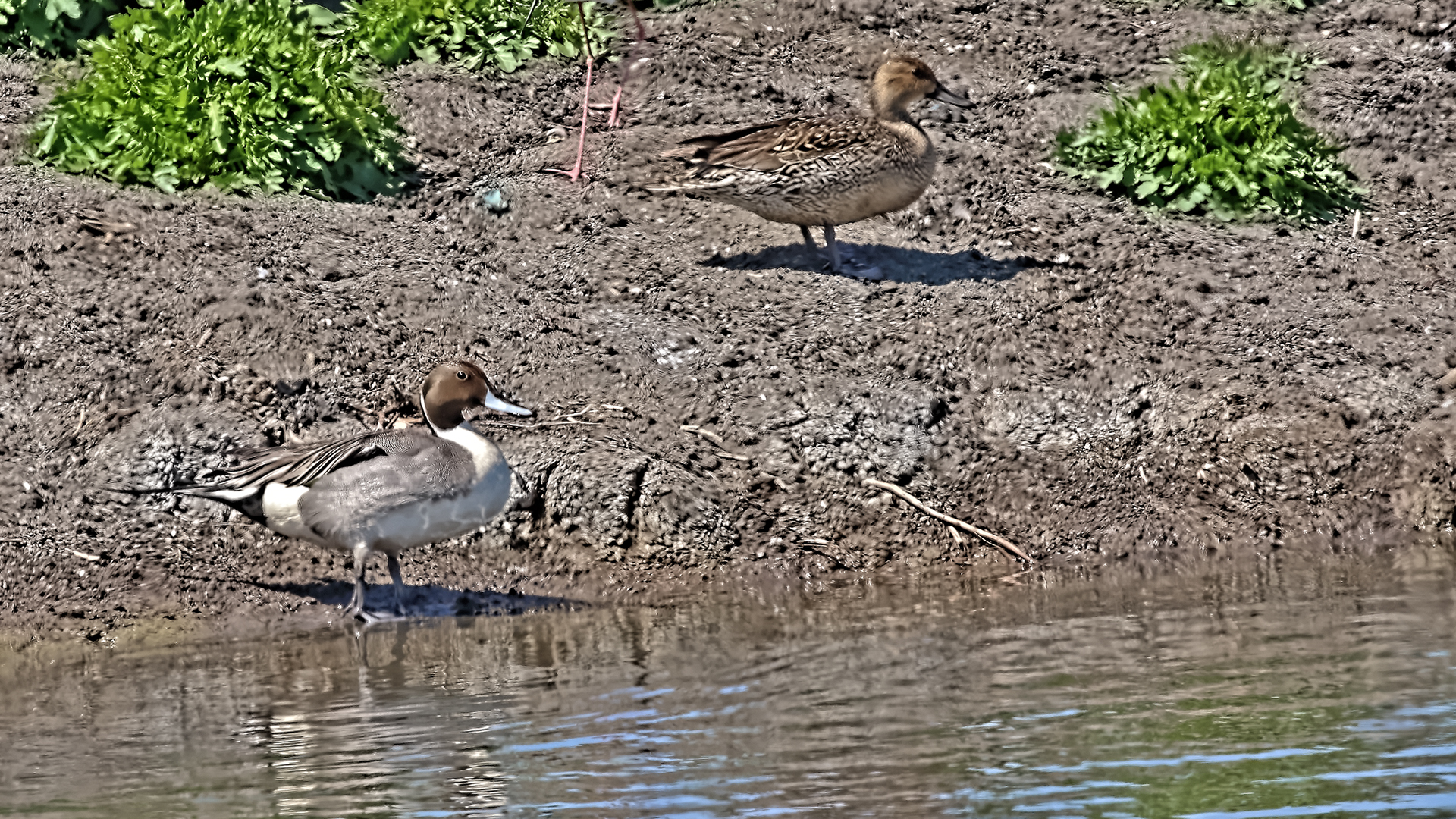 Northern Pintail