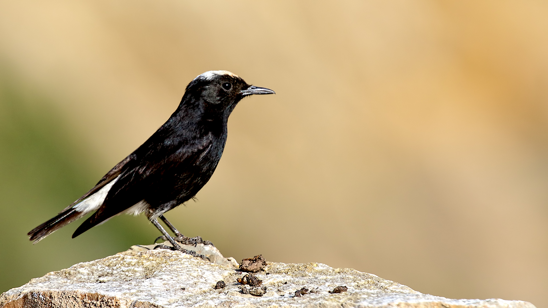 White-crowned Wheatear