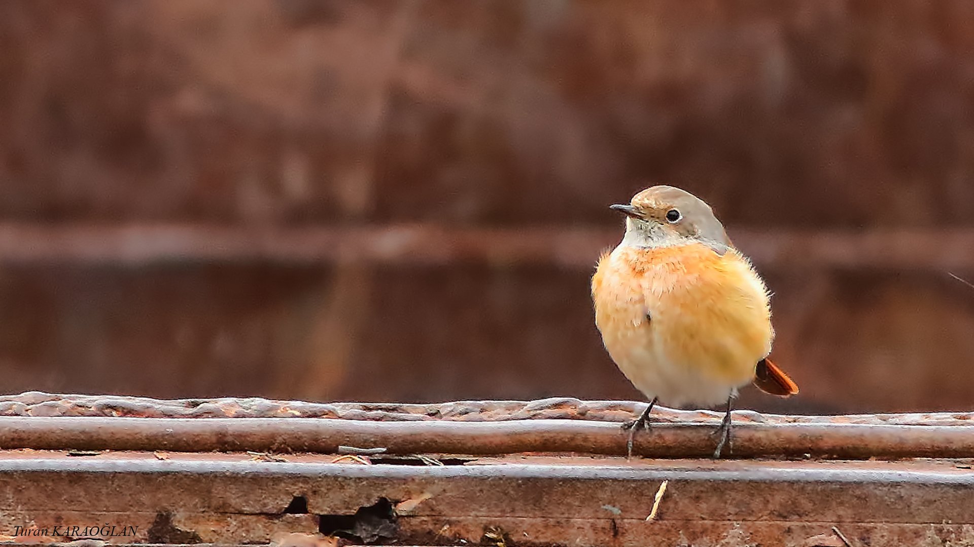 Common Redstart