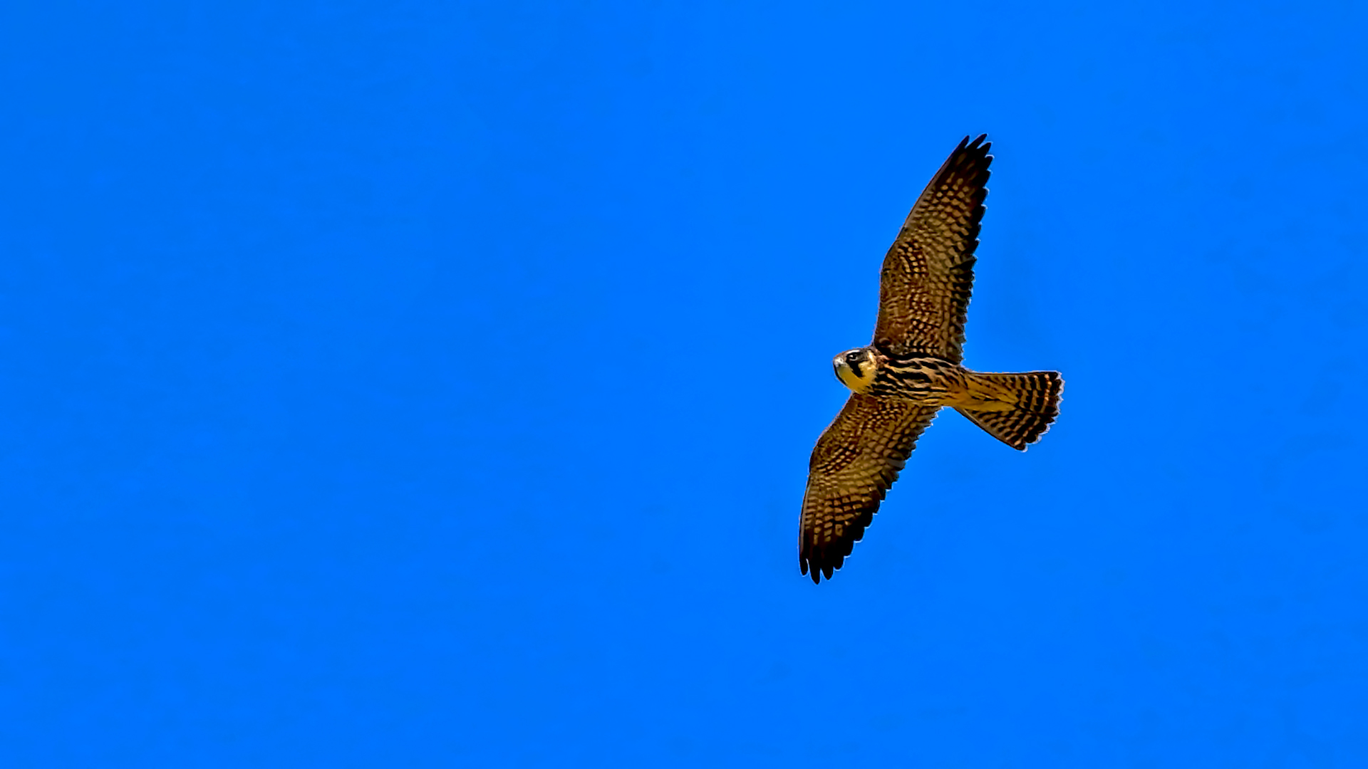 Eurasian Hobby