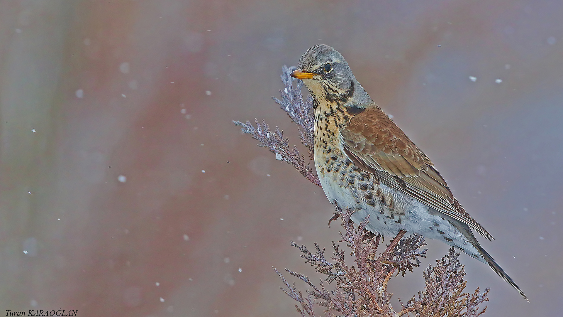 Fieldfare