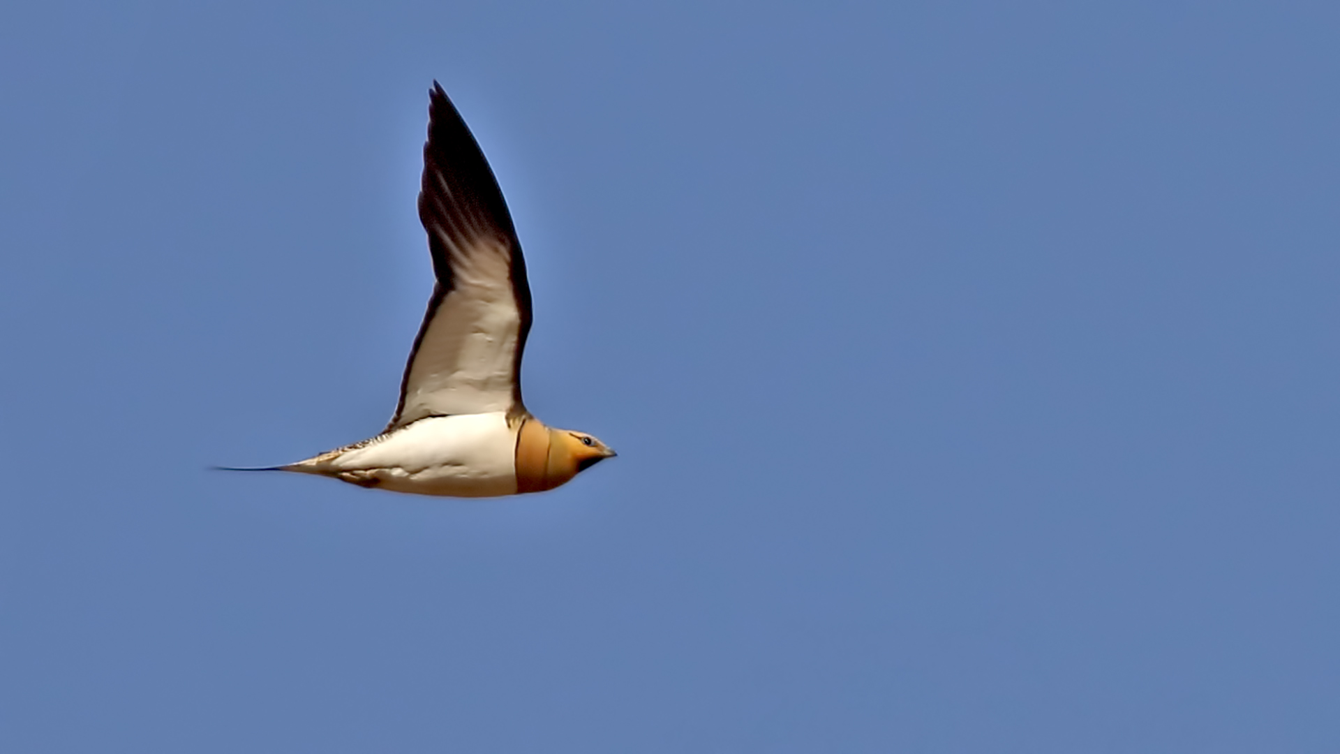 Pin-tailed Sandgrouse