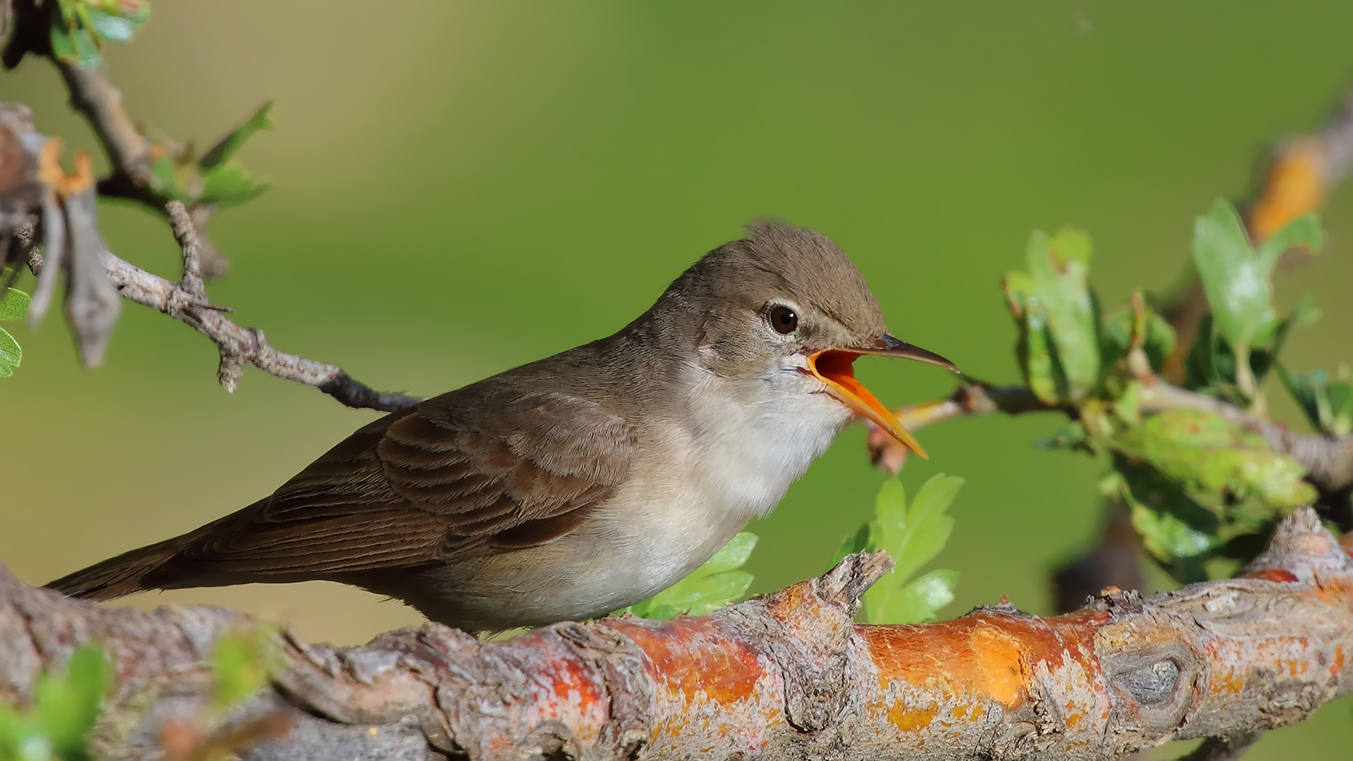 Upcher's Warbler