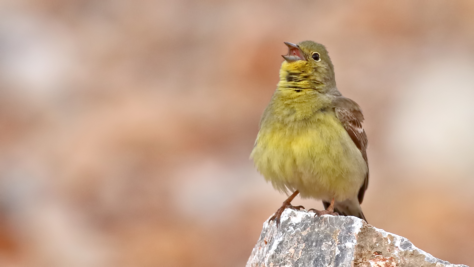 Cinereous Bunting