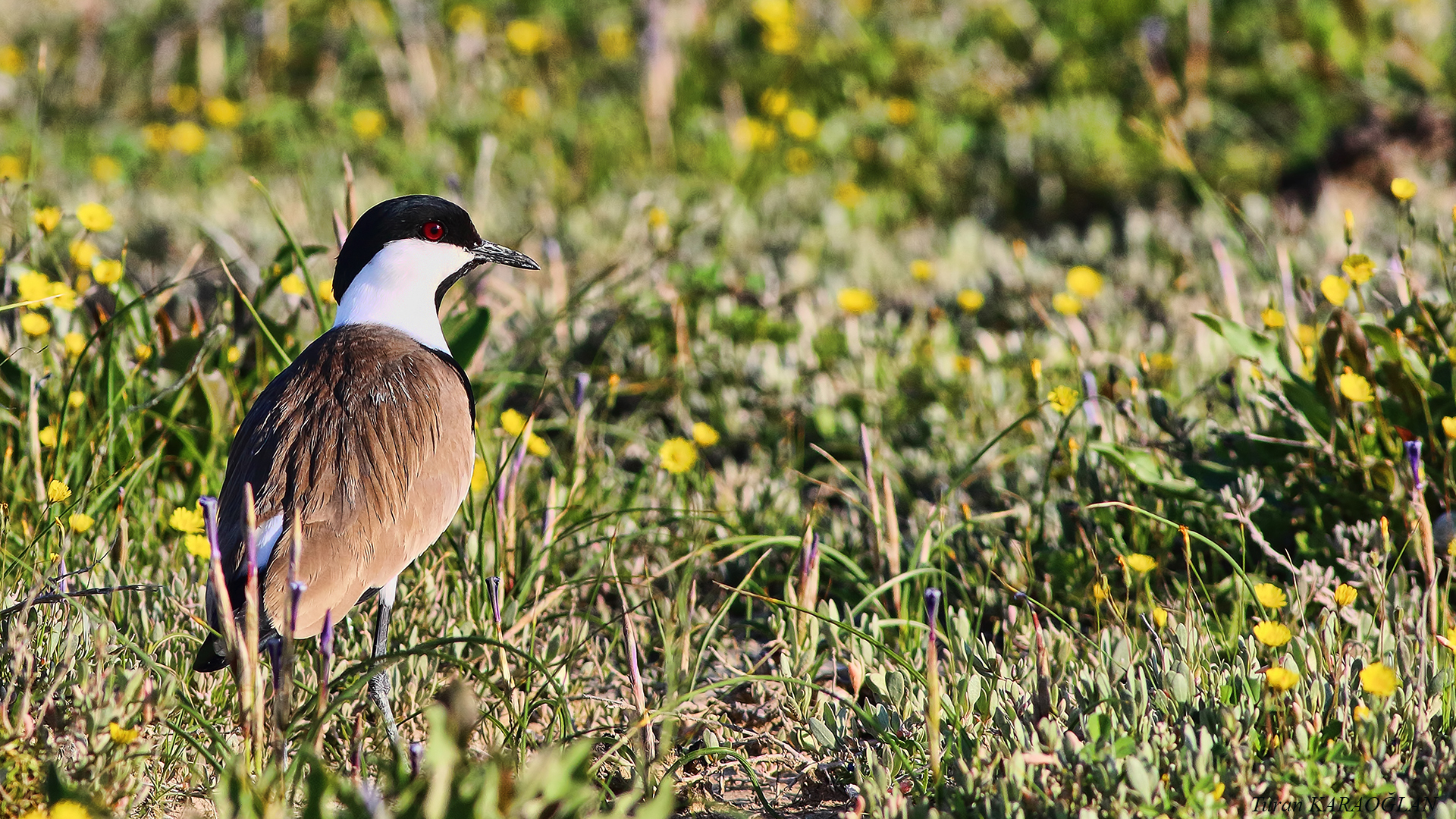 Spur-winged Lapwing