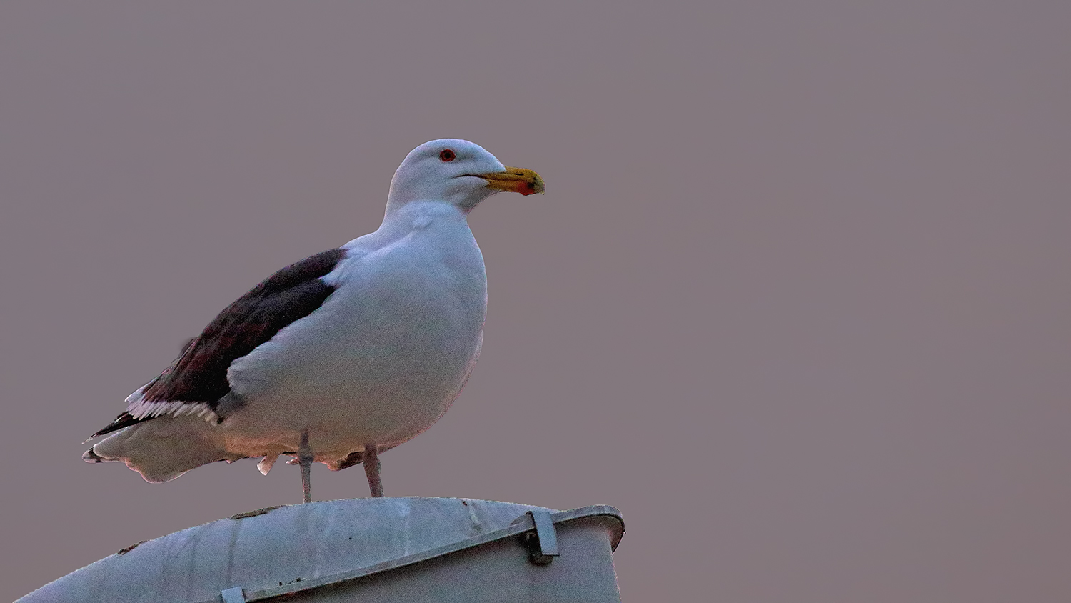 Great Black-backed Gull