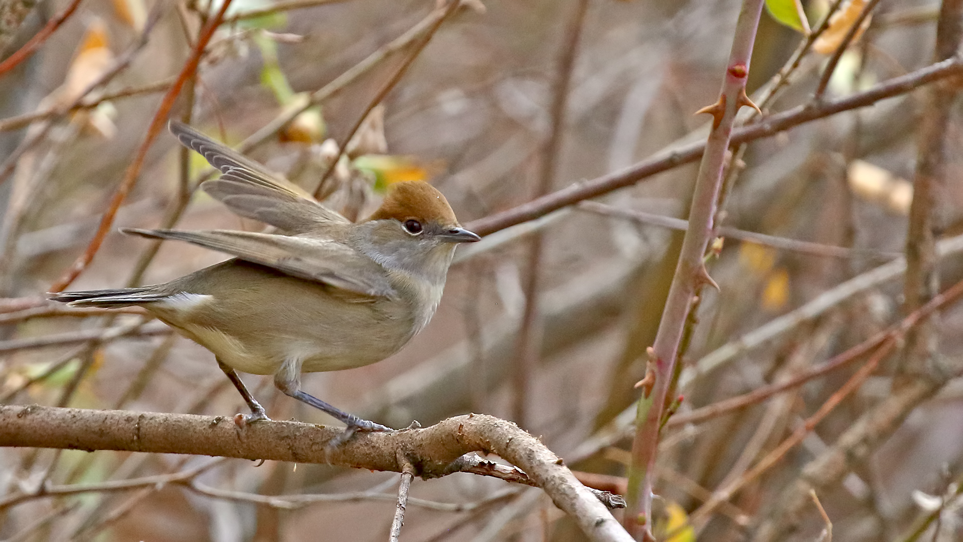 Eurasian Blackcap