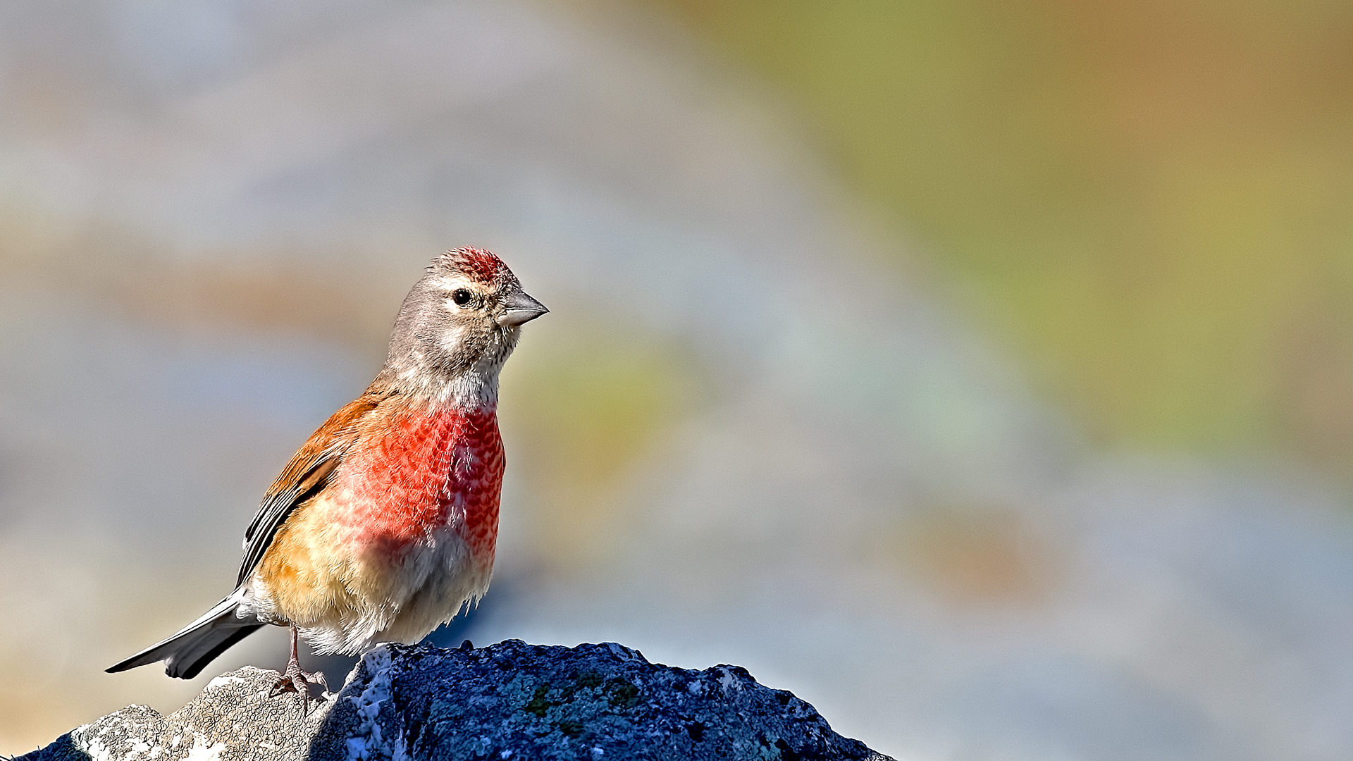 Eurasian Linnet