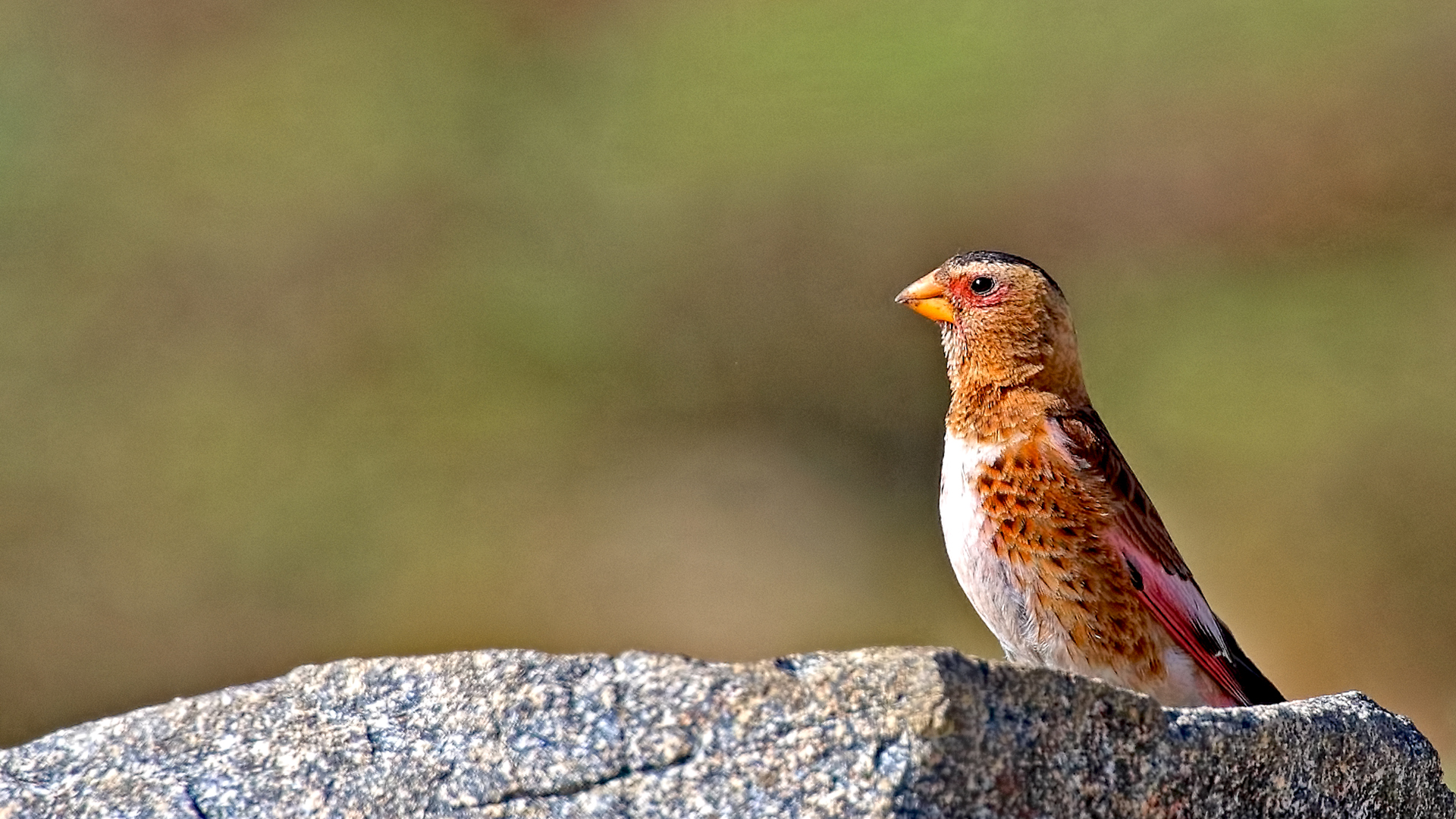 Crimson-winged Finch