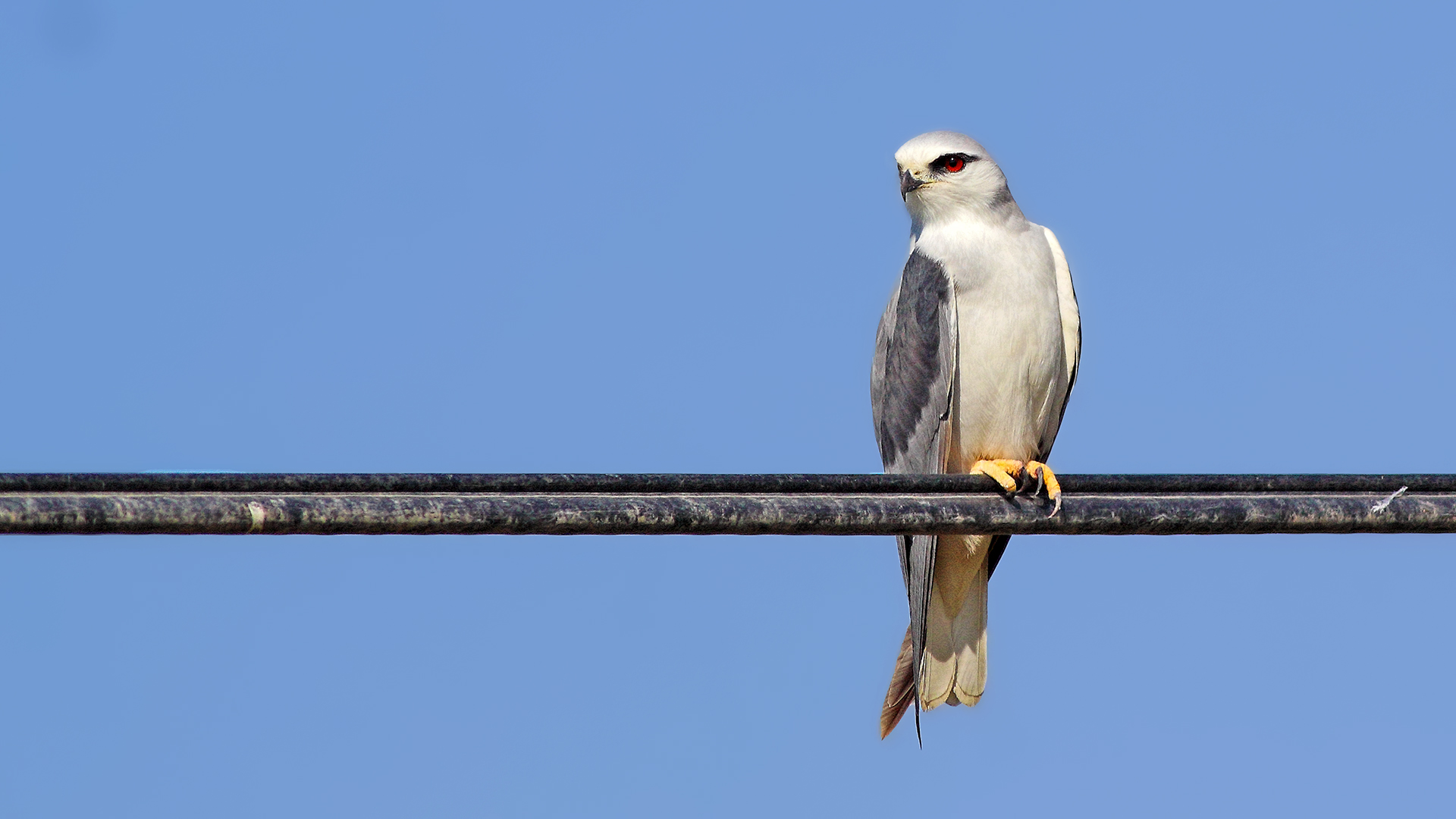 Black-winged Kite