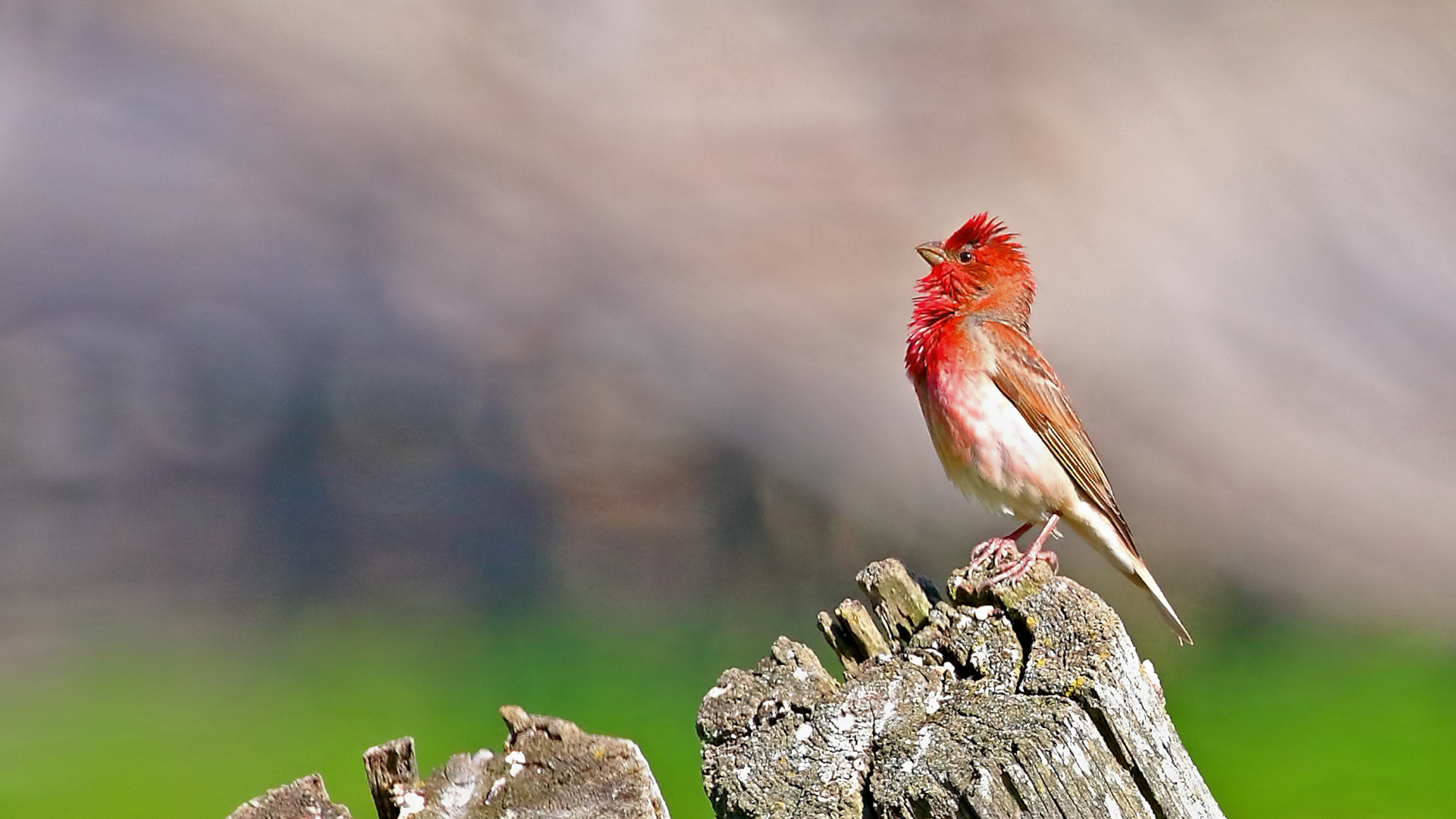 Common Rosefinch — Ana fotoğraf