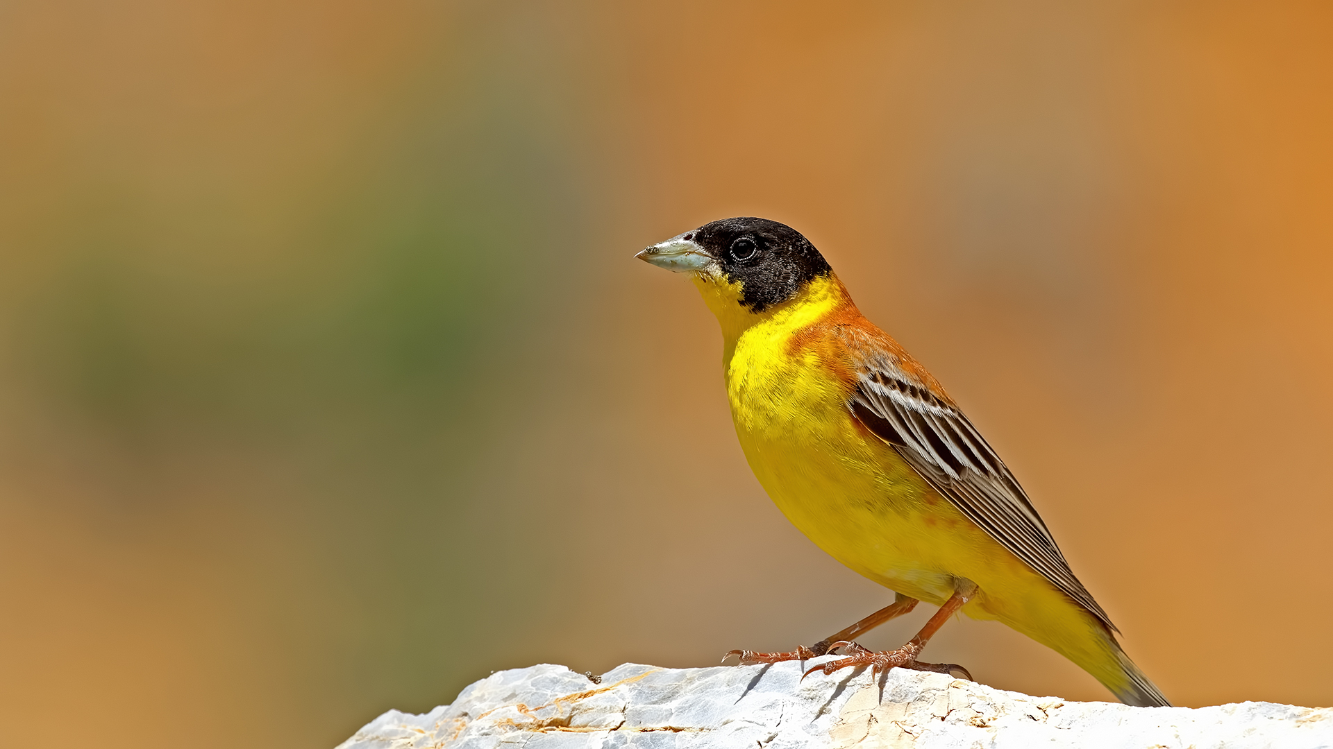 Black-headed Bunting