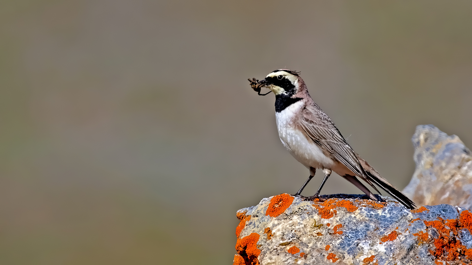Horned Lark