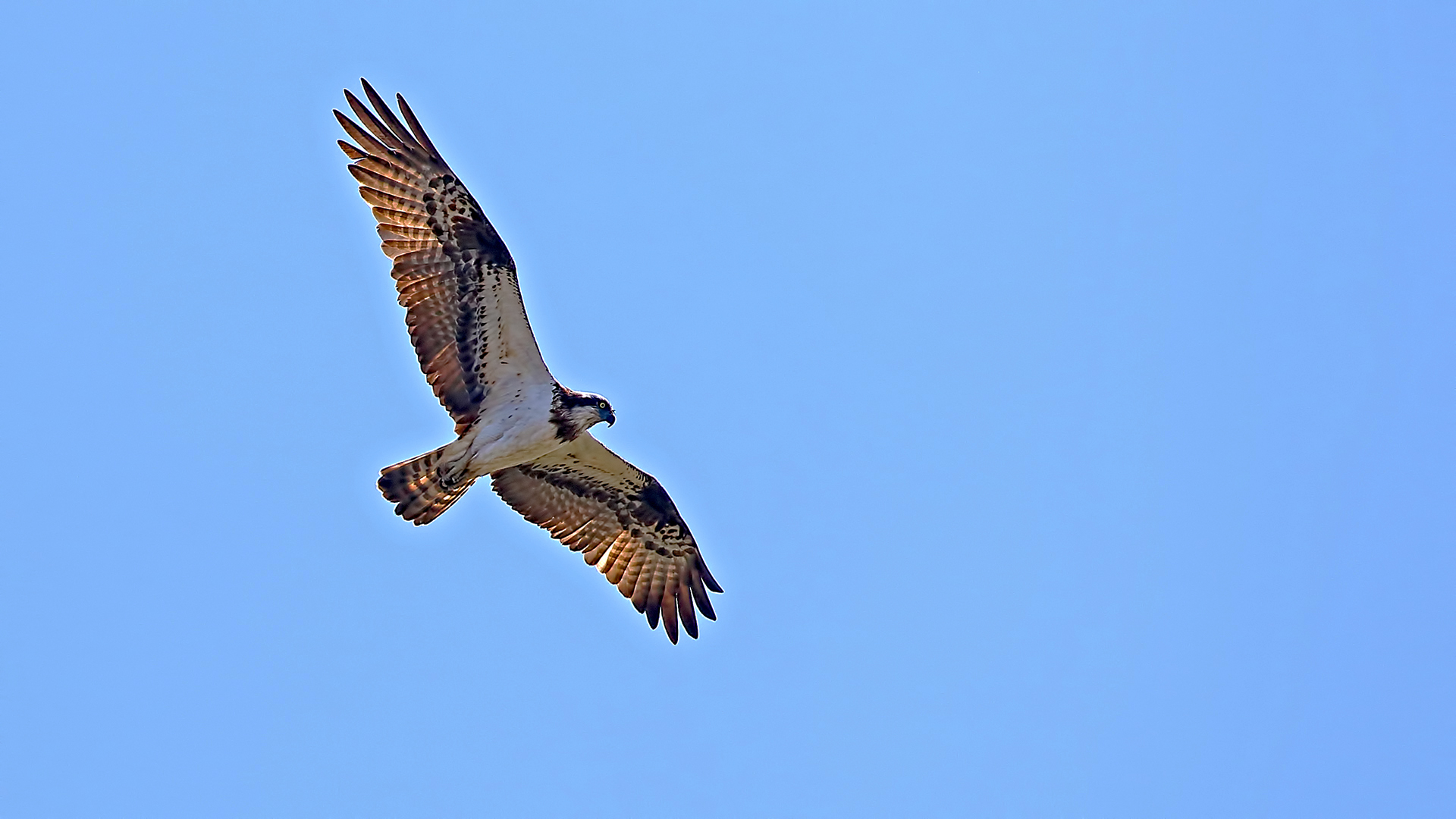 Osprey