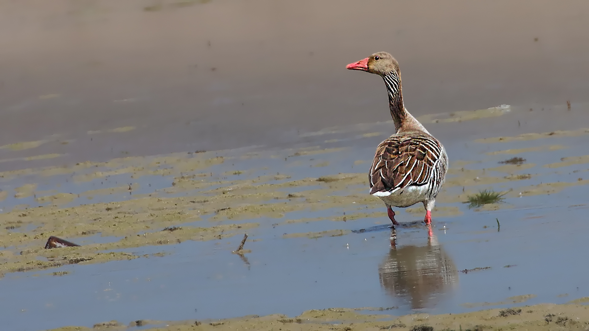 Graylag Goose — Ana fotoğraf
