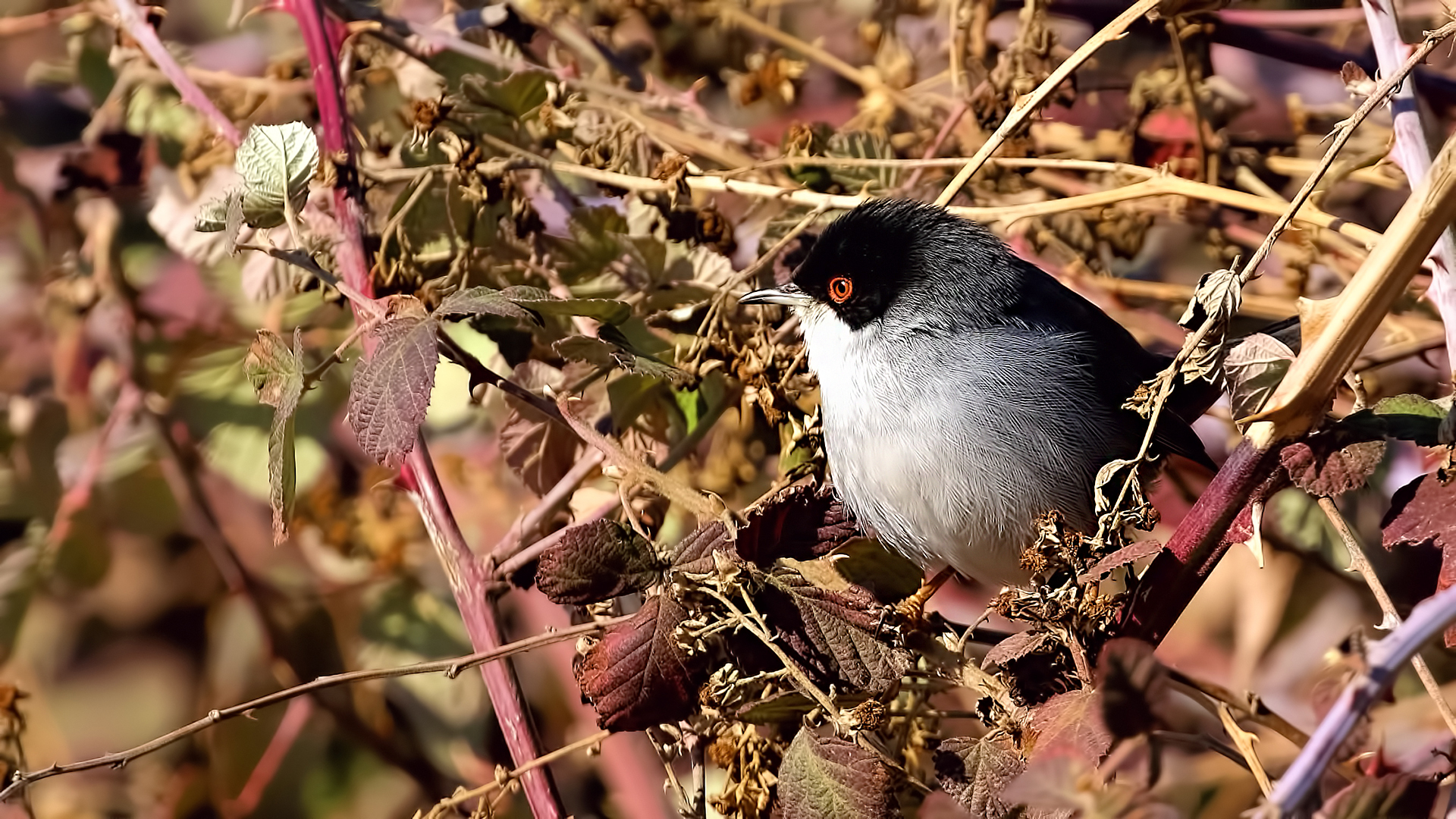 Sardinian Warbler